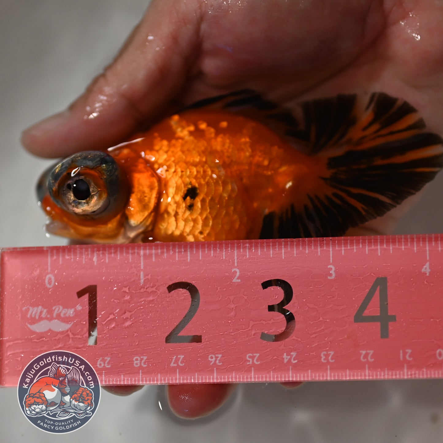 Tricolor Sakura Butterfly Tail Telescope 3 inch Body (260306_TL03)