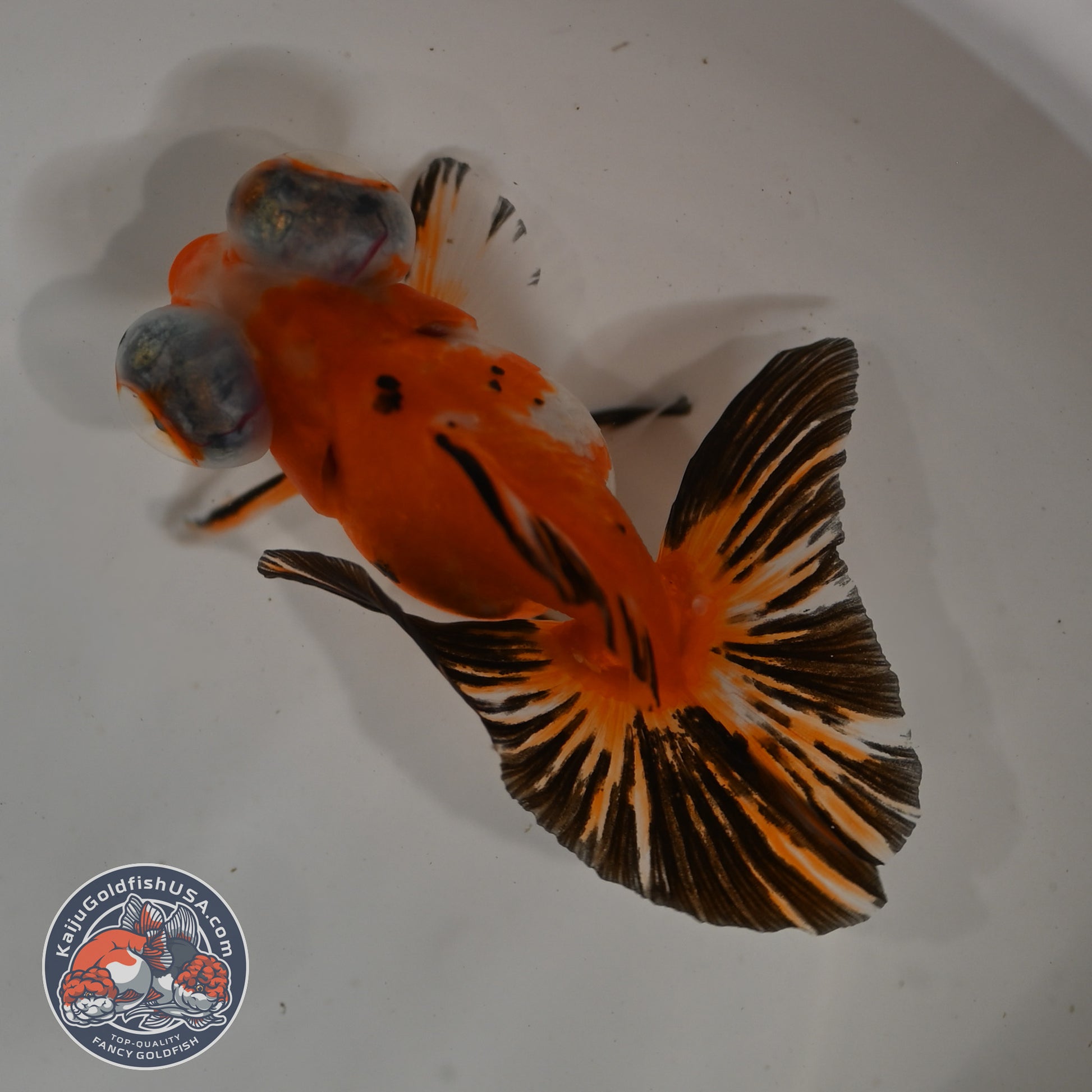 Tricolor Sakura Butterfly Tail Telescope 3 inch Body (260306_TL03)