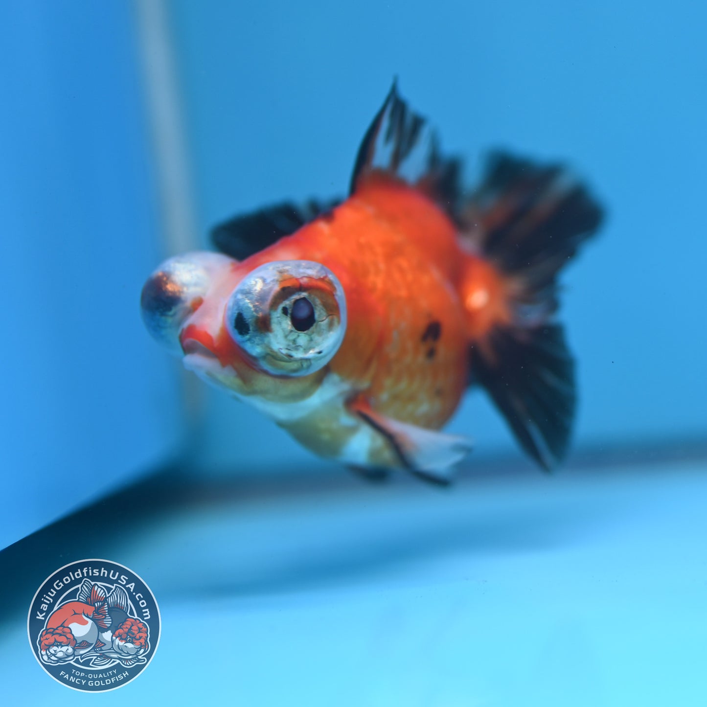 Tricolor Sakura Butterfly Tail Telescope 3 inch Body (260306_TL03)