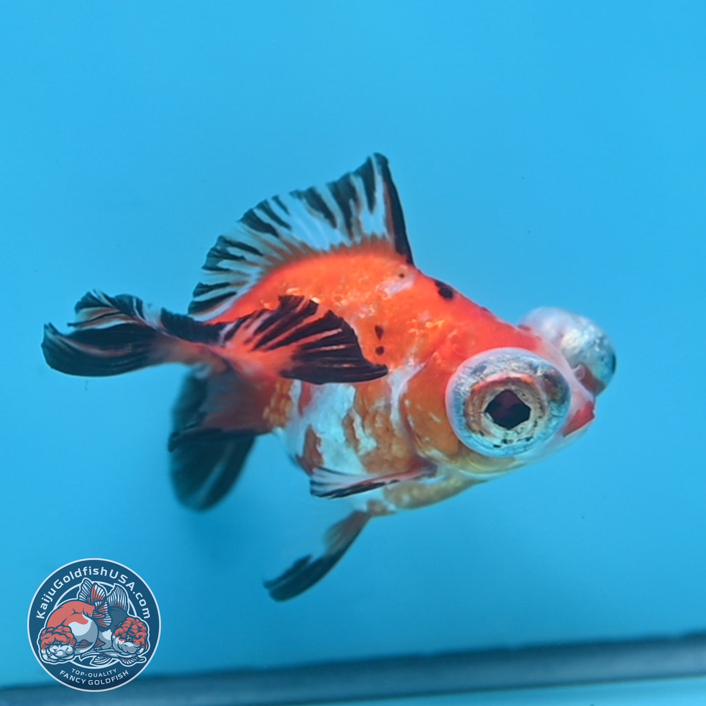 Tricolor Sakura Butterfly Tail Telescope 3 inch Body (260306_TL03)