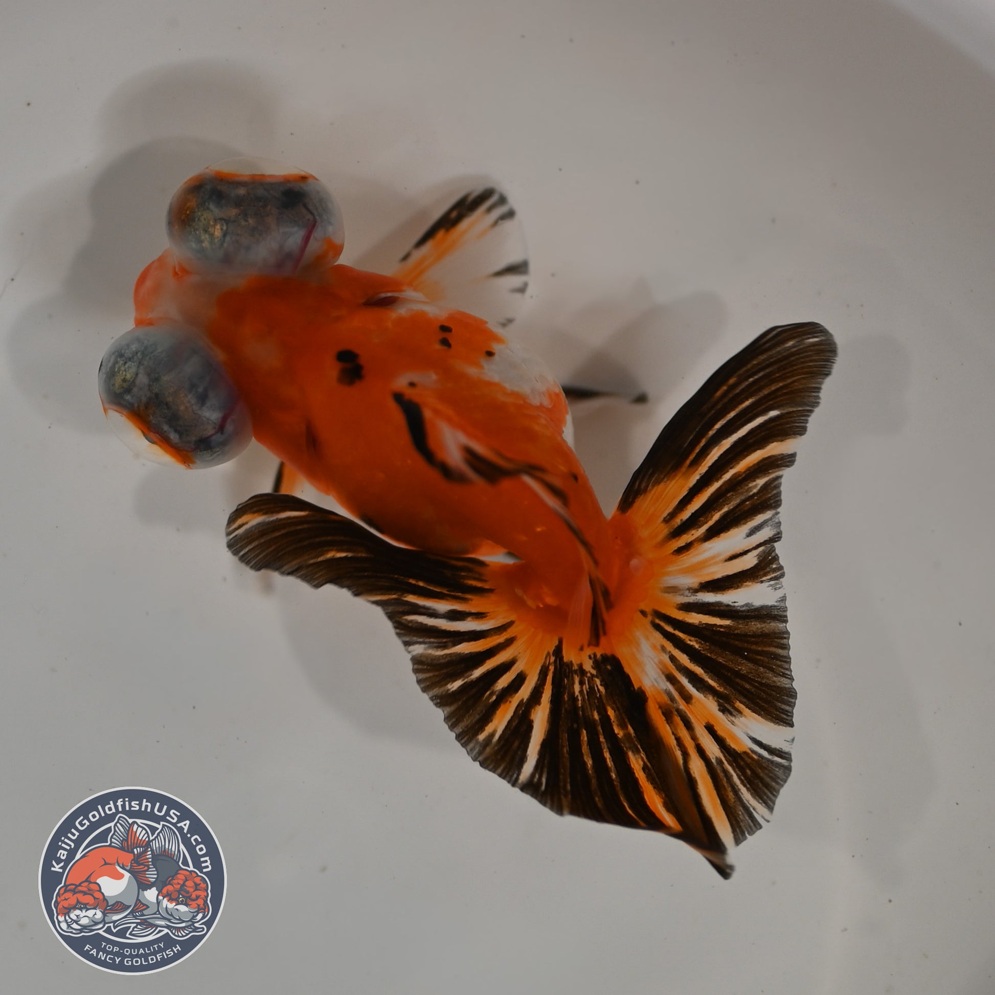 Tricolor Sakura Butterfly Tail Telescope 3 inch Body (260306_TL03)