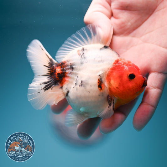 Tricolor Sakura Oranda 3.5 inch Body (260619_OR16)