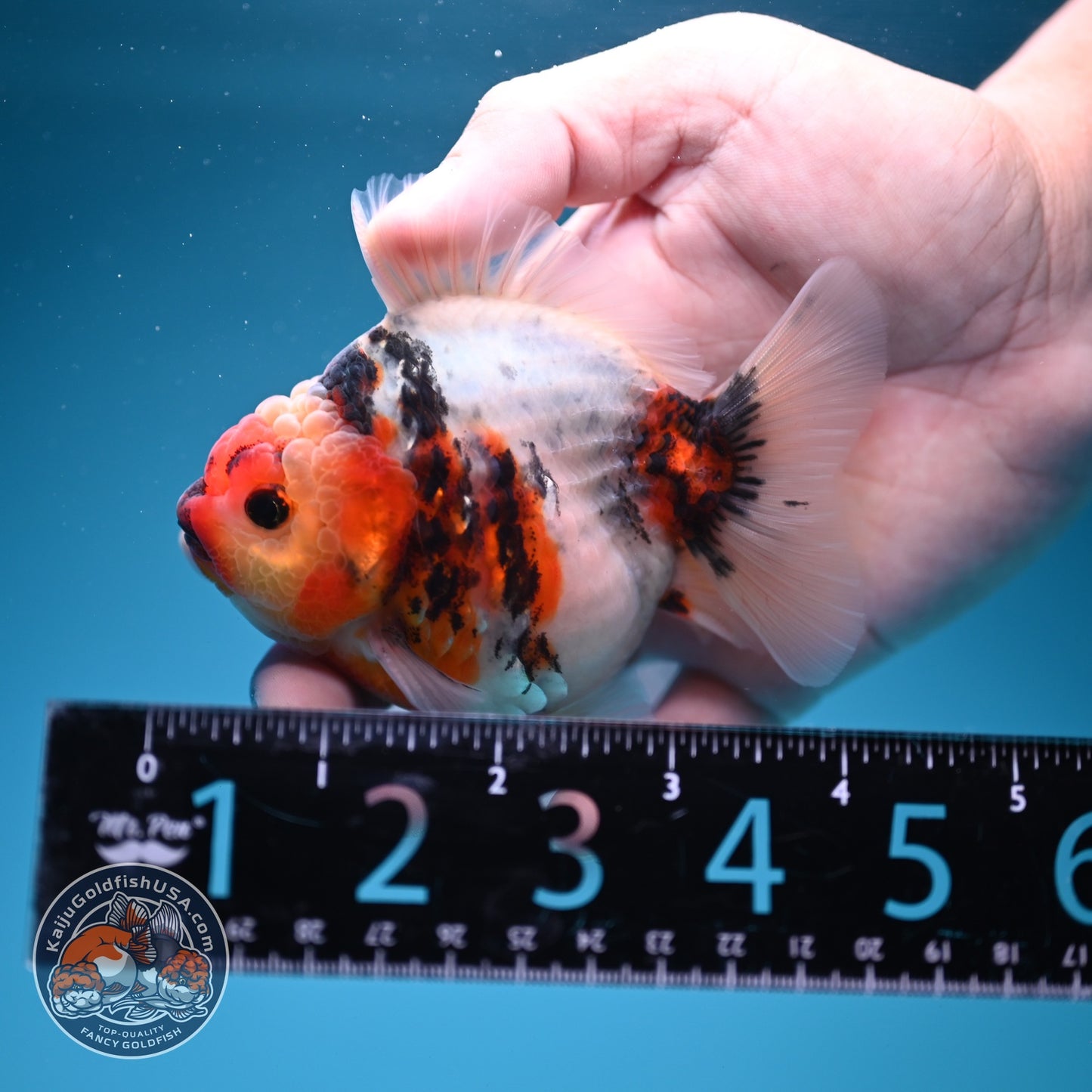 Tricolor Sakura Oranda 3.5 inch Body (260619_OR16)