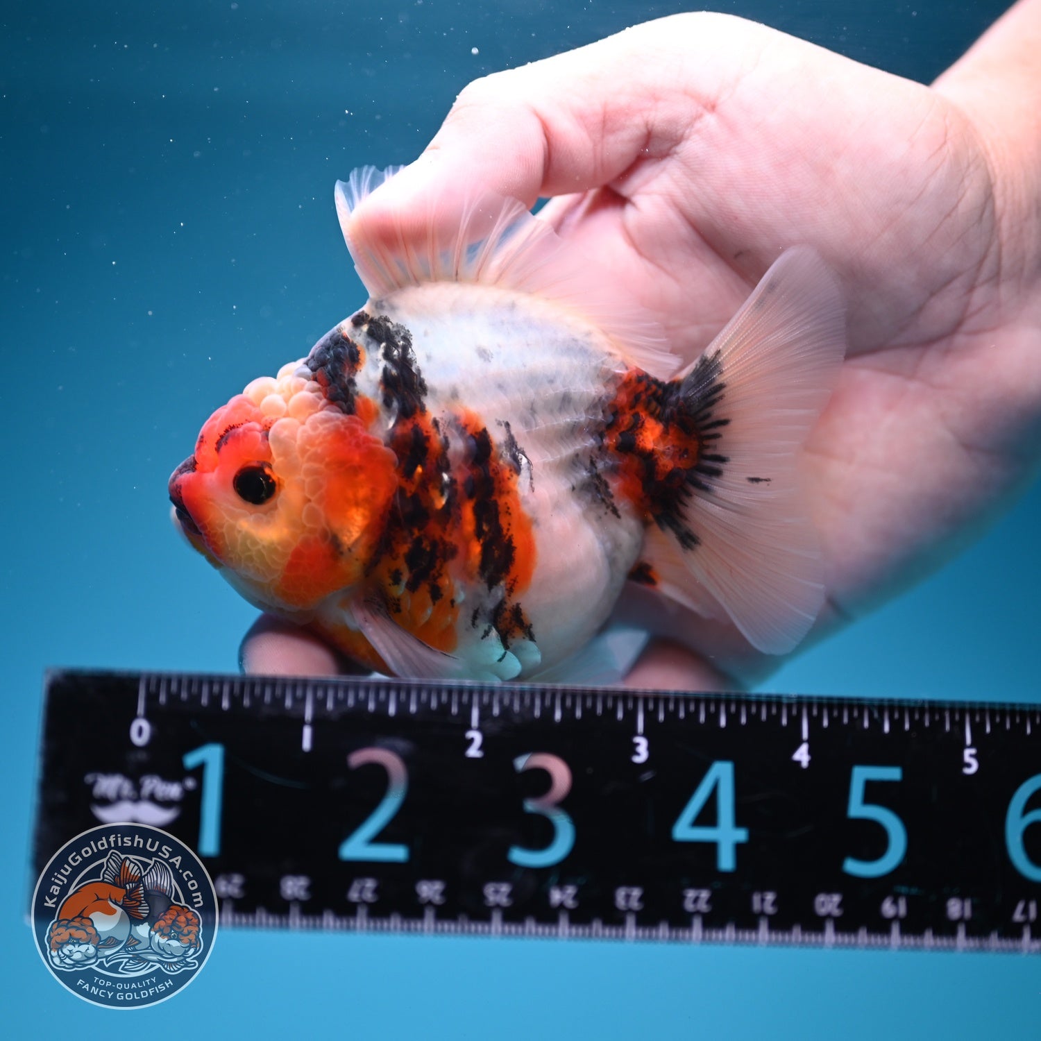 Tricolor Sakura Oranda 3.5 inch Body (260619_OR16)