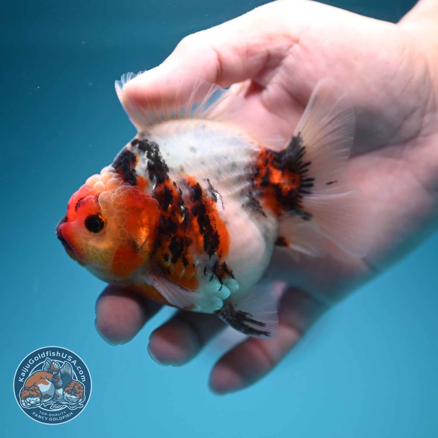 Tricolor Sakura Oranda 3.5 inch Body (260619_OR16)