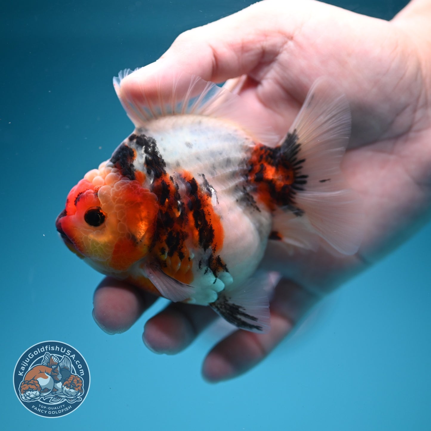Tricolor Sakura Oranda 3.5 inch Body (260619_OR16)