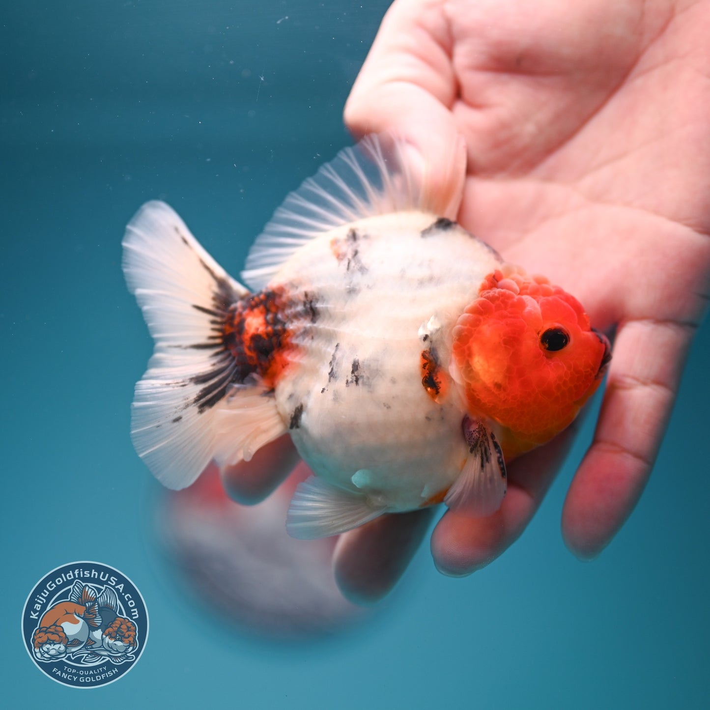 Tricolor Sakura Oranda 3.5 inch Body (260619_OR16)
