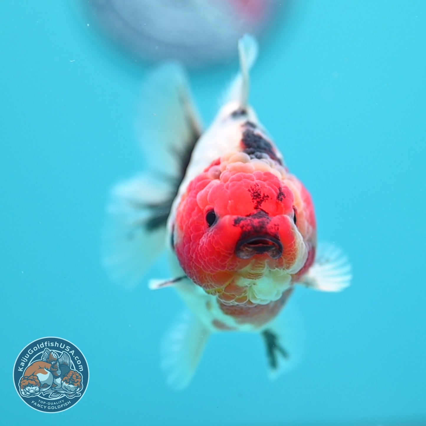 Tricolor Sakura Oranda 3.5 inch Body (260619_OR16)