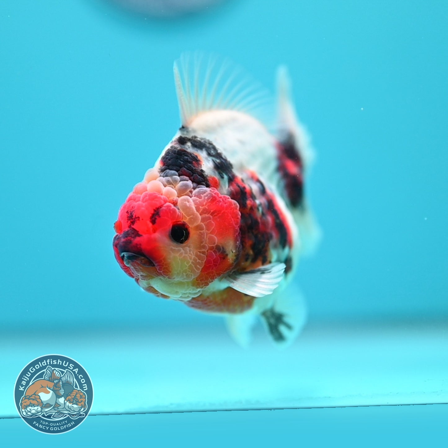 Tricolor Sakura Oranda 3.5 inch Body (260619_OR16)