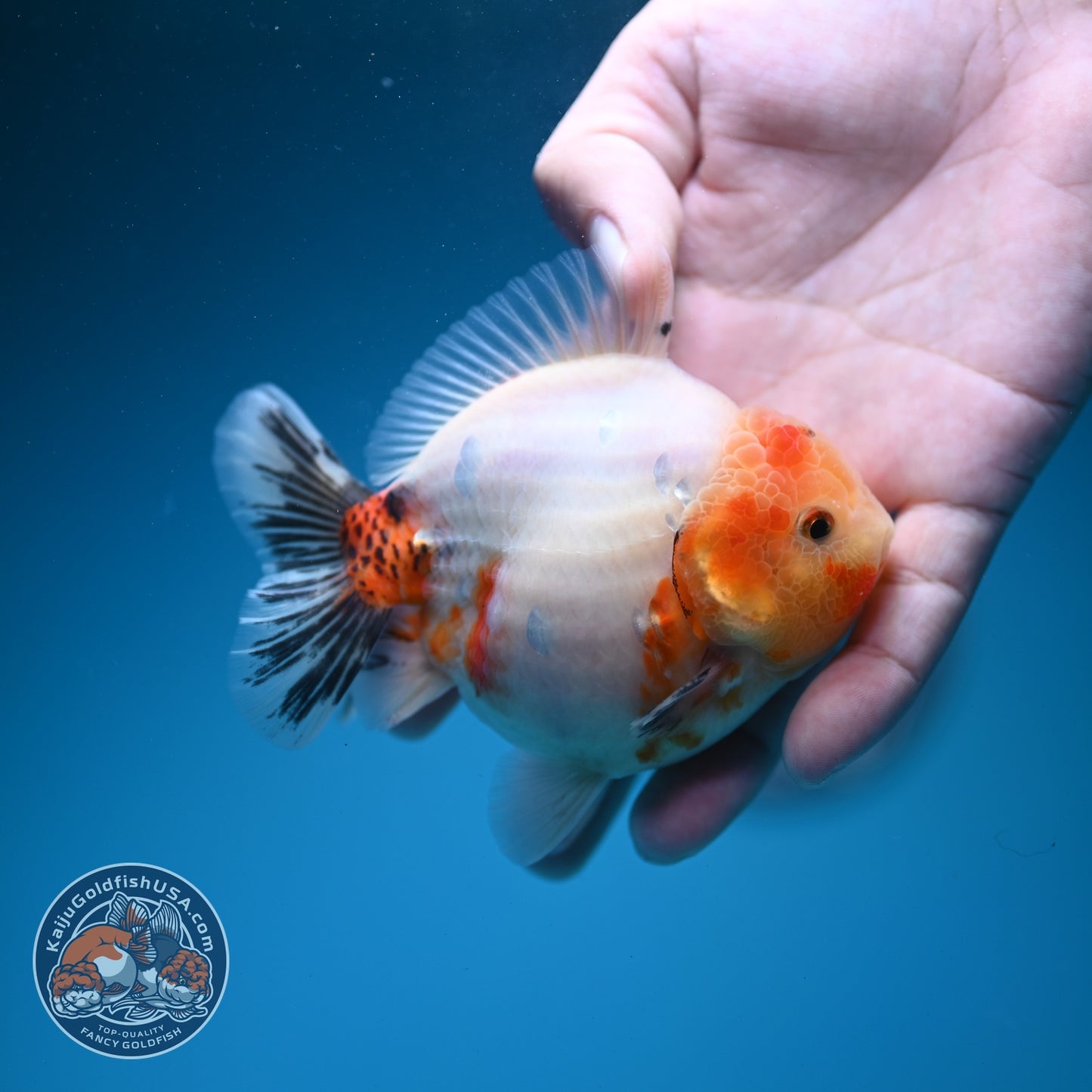 Tricolor Sakura Oranda 3.5 inch Body (260626_OR08)