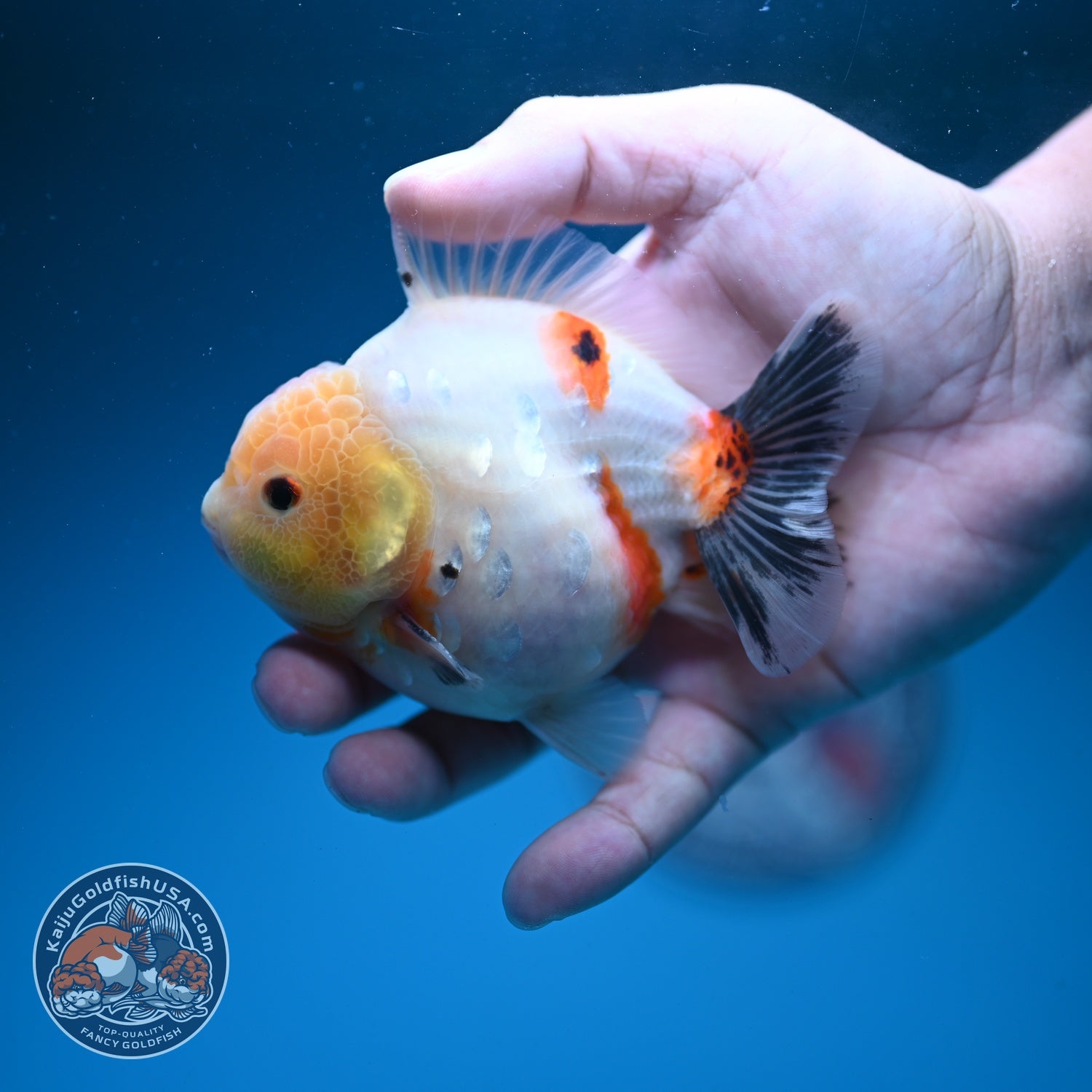 Tricolor Sakura Oranda 3.5 inch Body (260626_OR08)