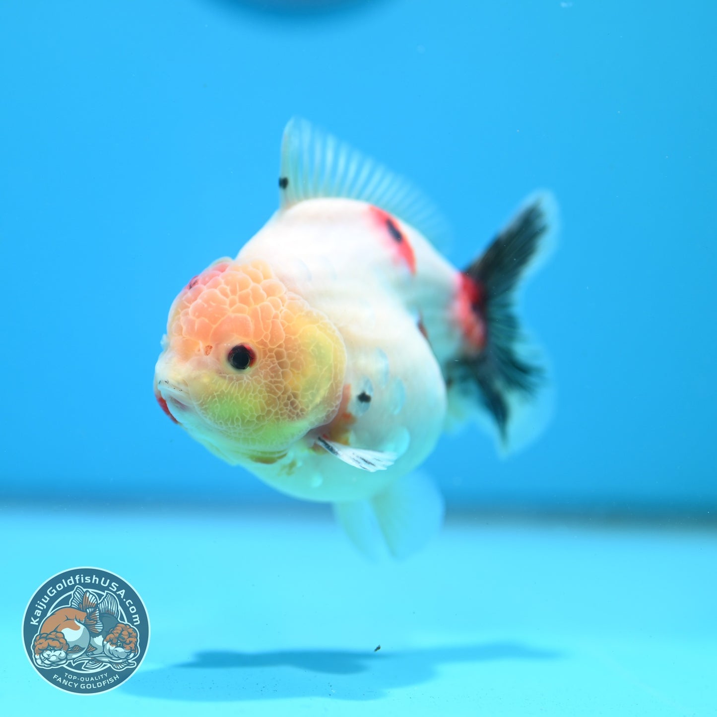 Tricolor Sakura Oranda 3.5 inch Body (260626_OR08)