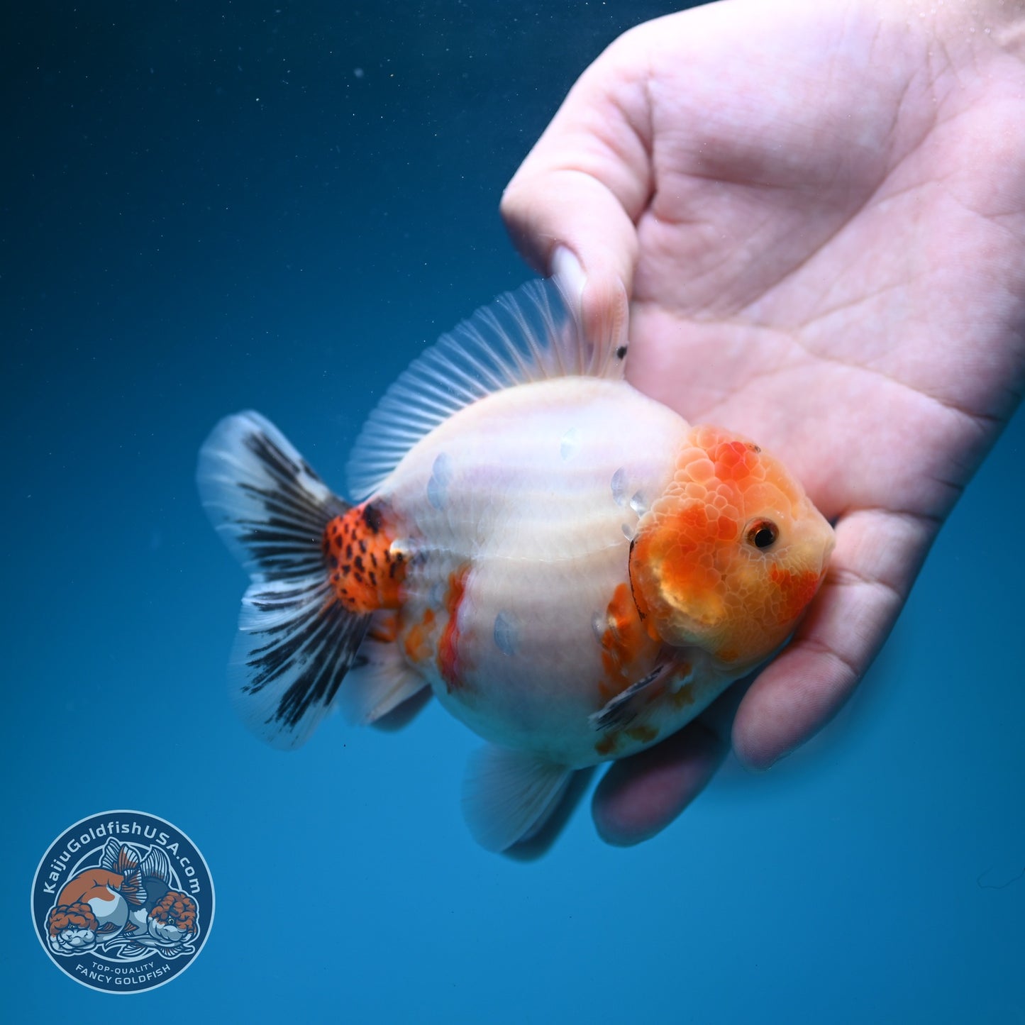Tricolor Sakura Oranda 3.5 inch Body (260626_OR08)