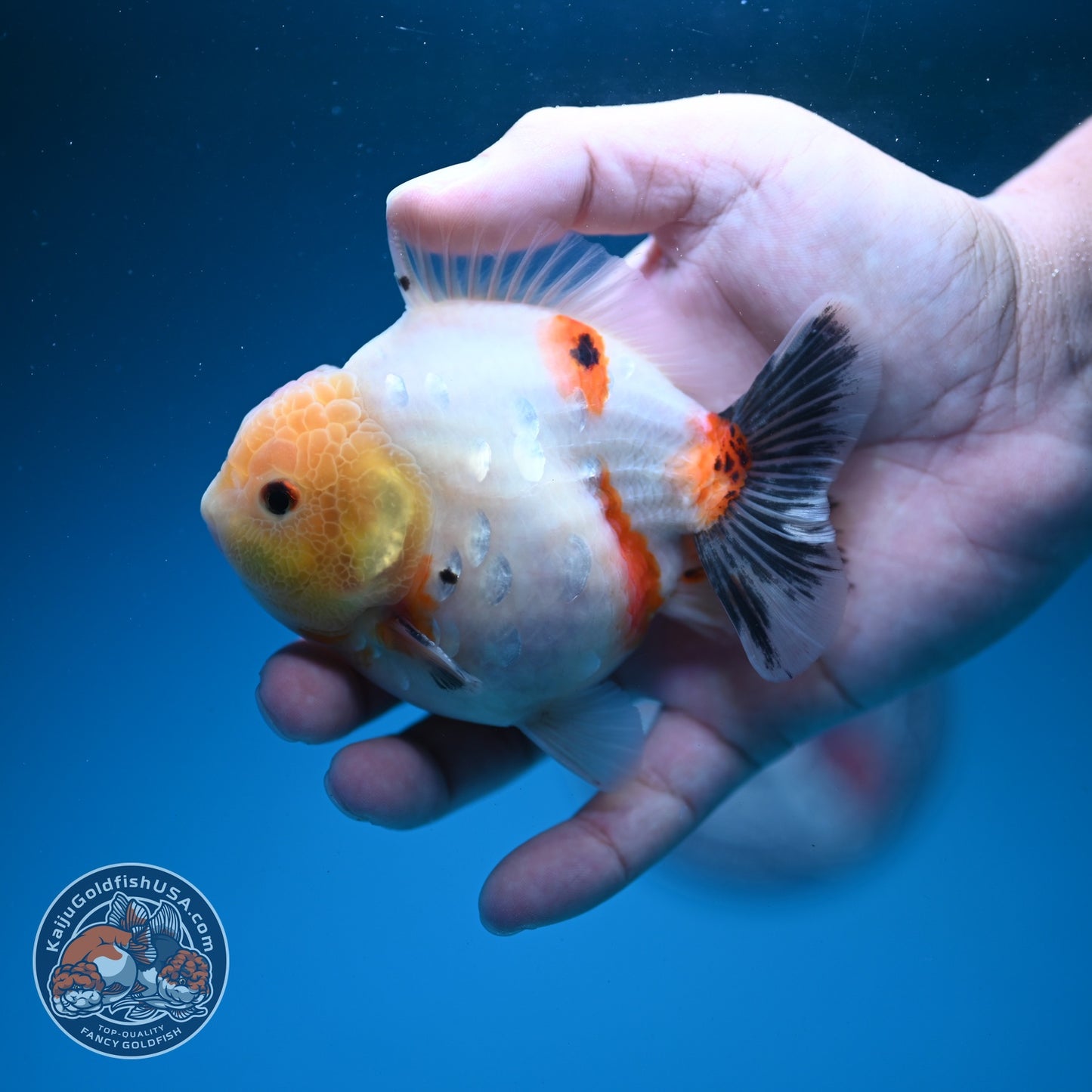 Tricolor Sakura Oranda 3.5 inch Body (260626_OR08)
