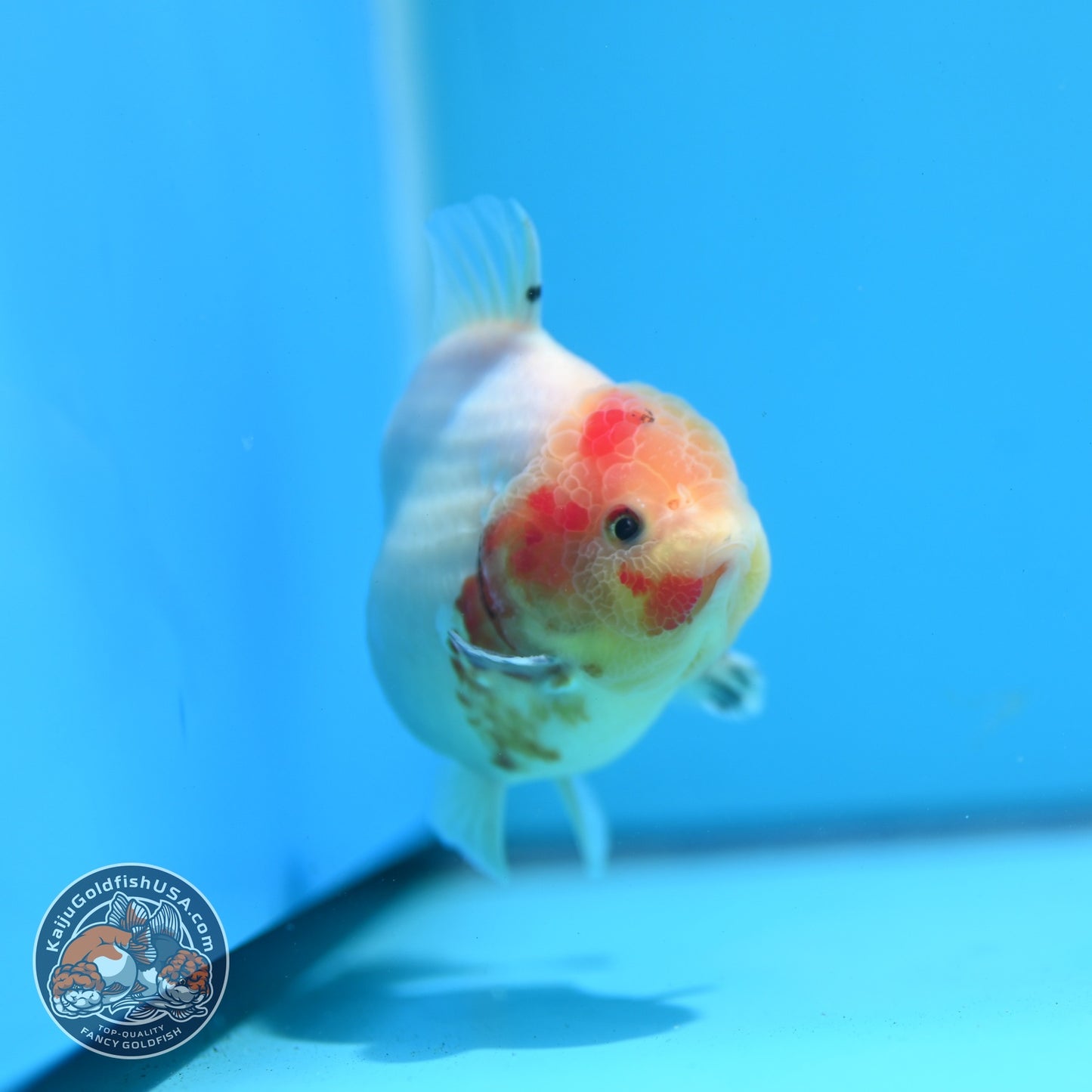Tricolor Sakura Oranda 3.5 inch Body (260626_OR08)