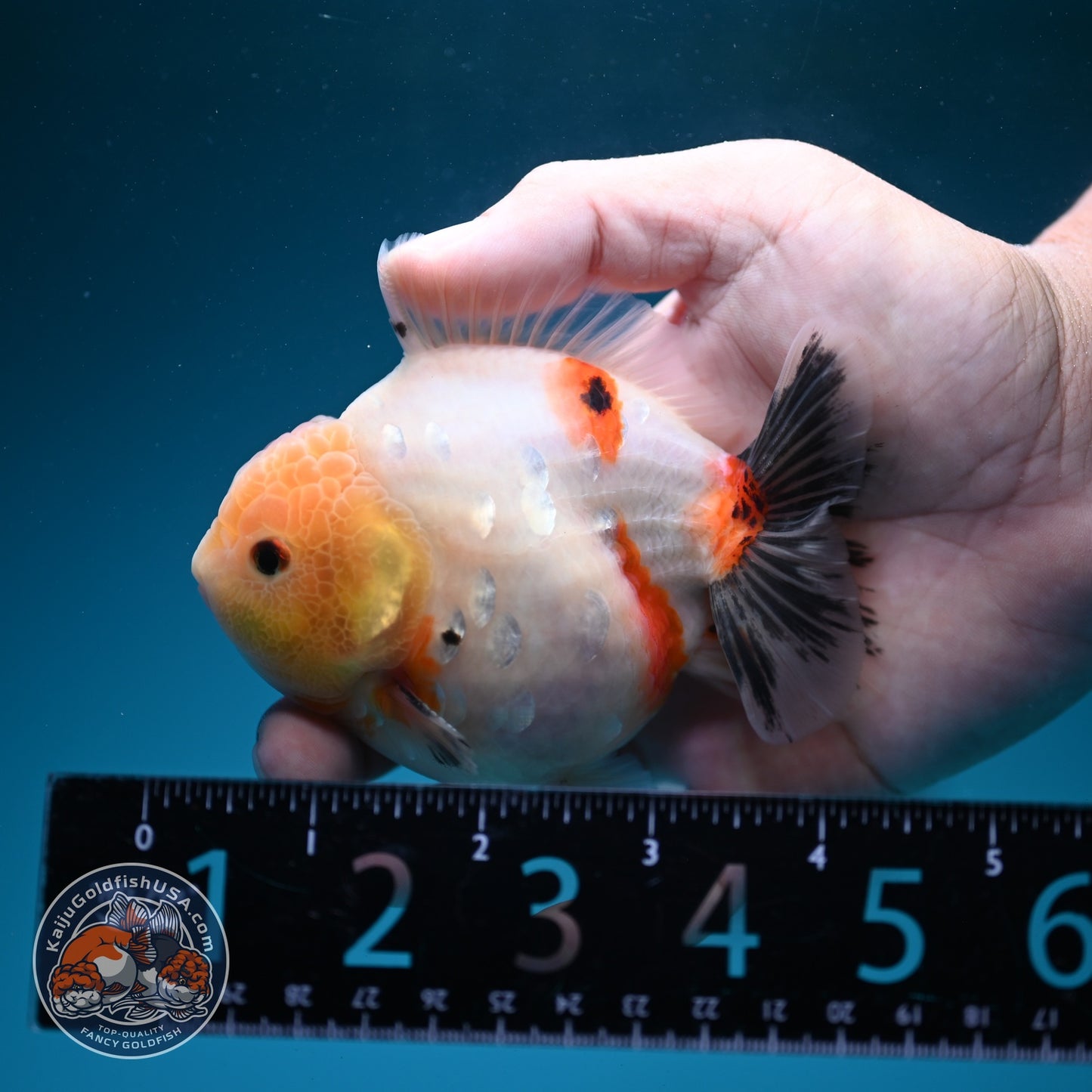 Tricolor Sakura Oranda 3.5 inch Body (260626_OR08)