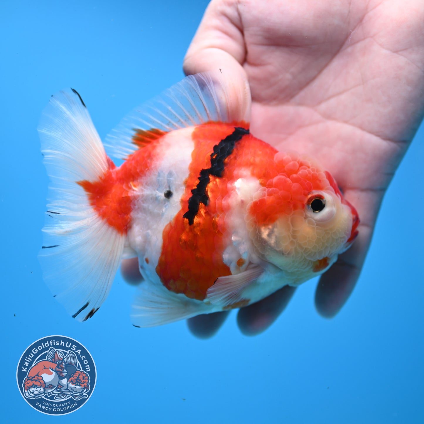 Tricolor Sakura Oranda 4 inch Body (251031_OR19)