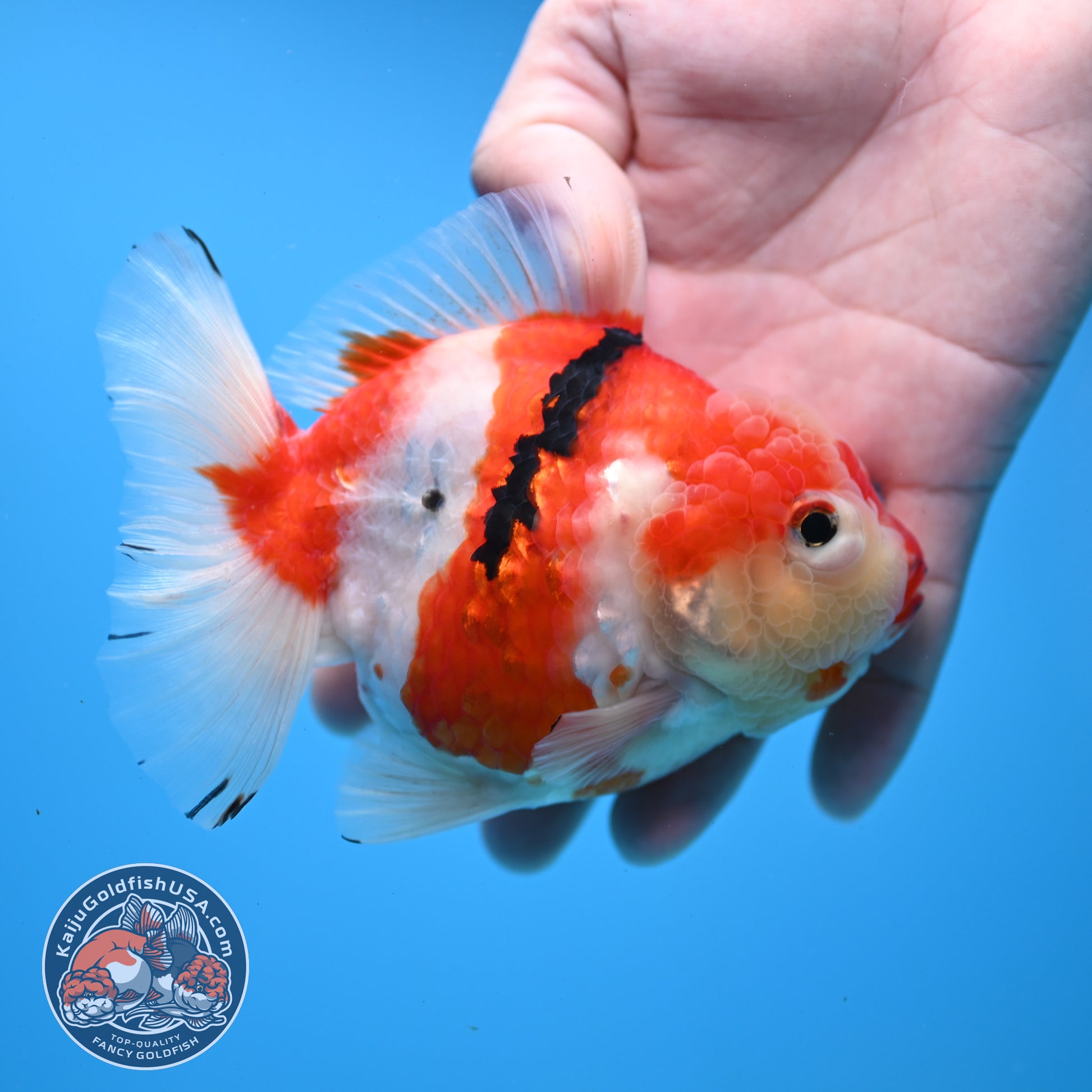 Tricolor Sakura Oranda 4 inch Body (251031_OR19)