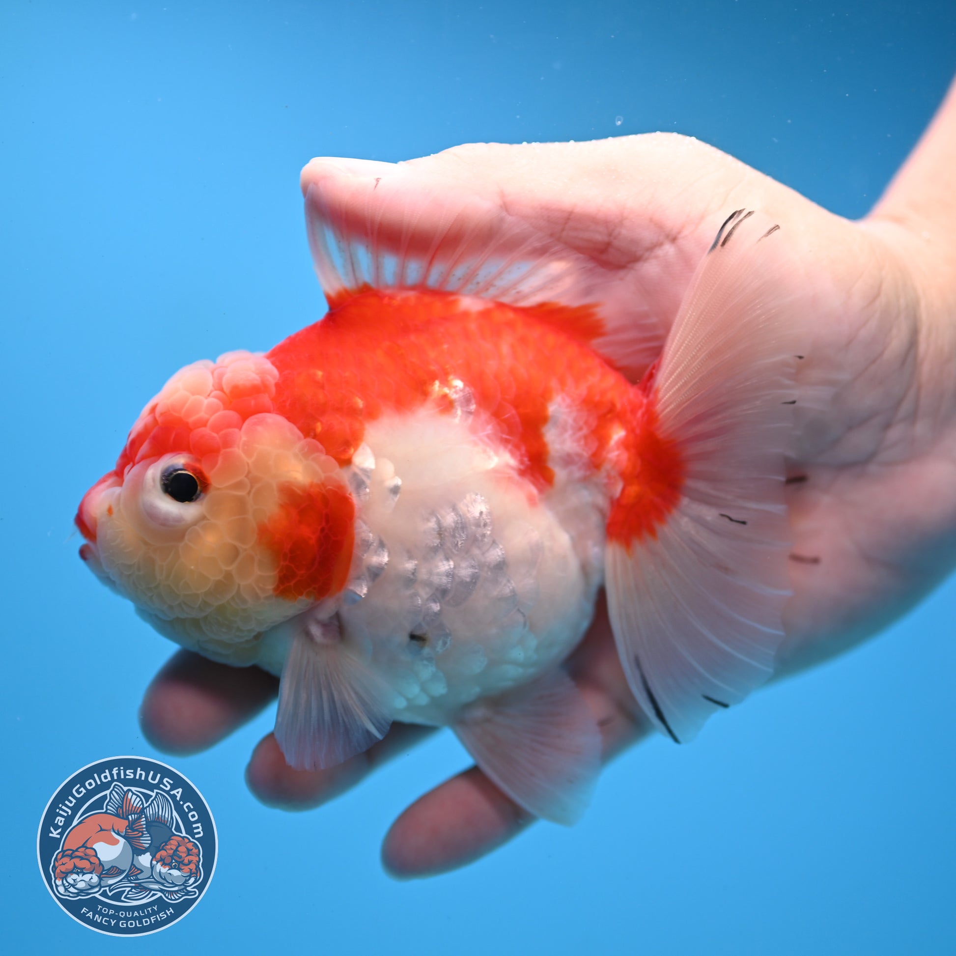 Tricolor Sakura Oranda 4 inch Body (251031_OR19)