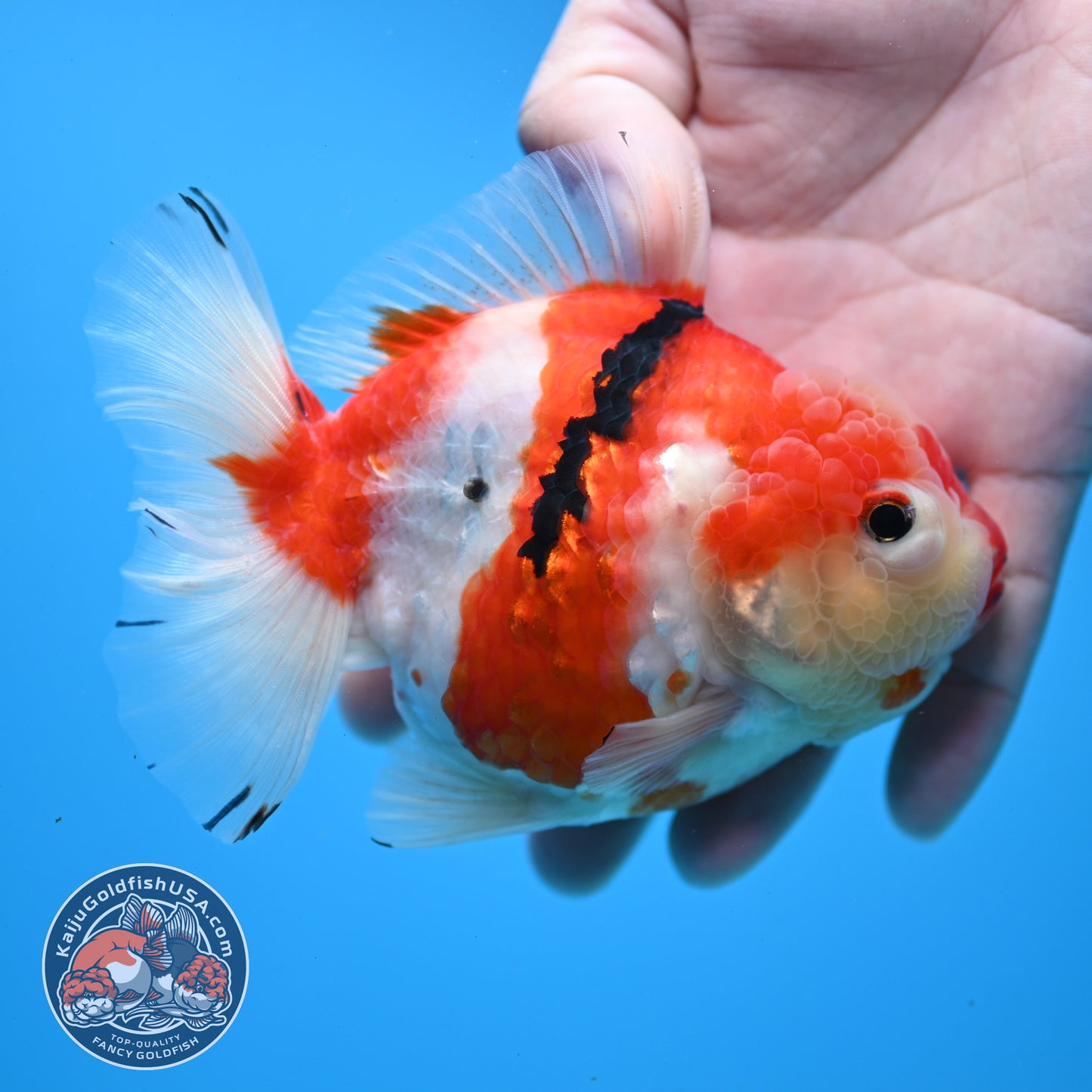 Tricolor Sakura Oranda 4 inch Body (251031_OR19)