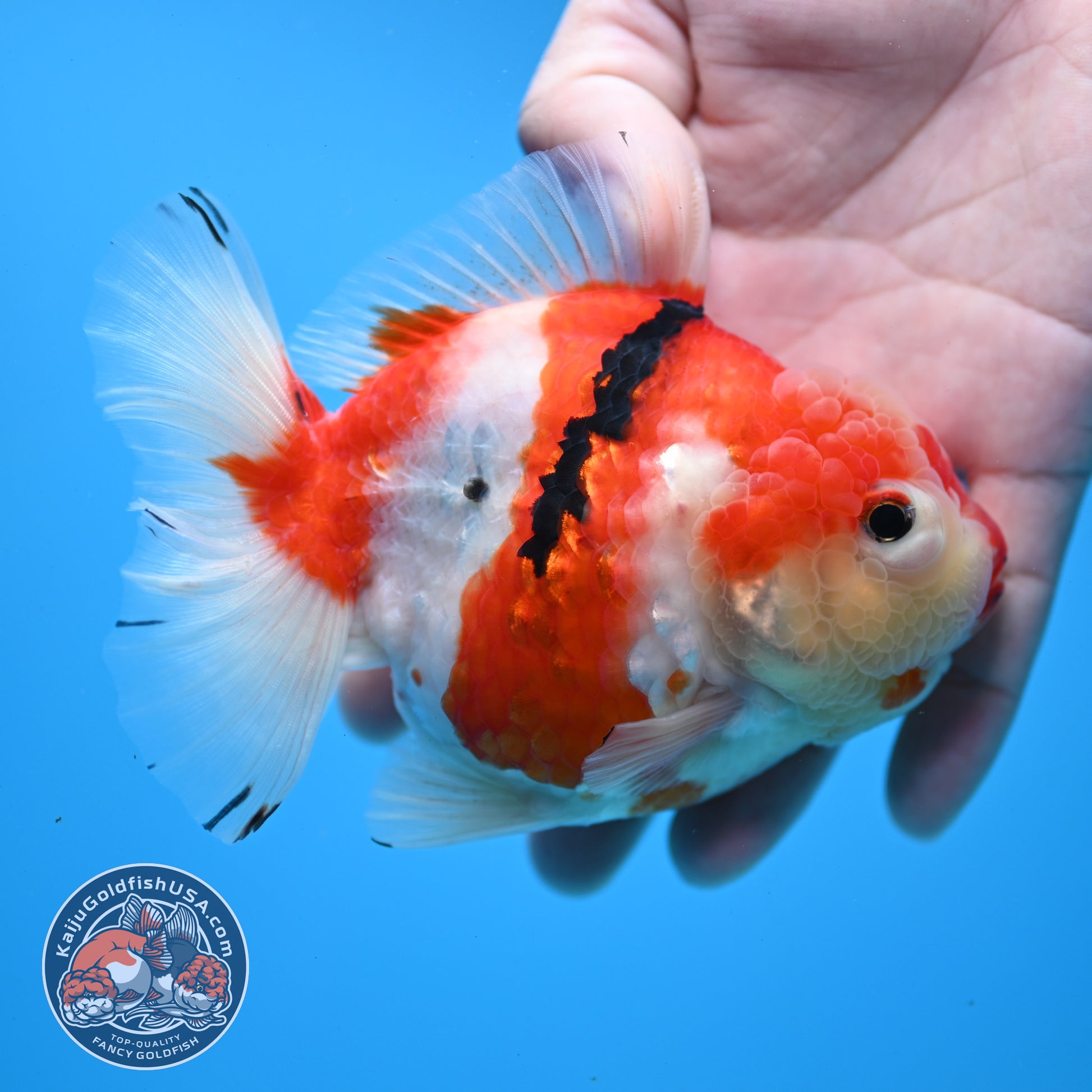 Tricolor Sakura Oranda 4 inch Body (251031_OR19)