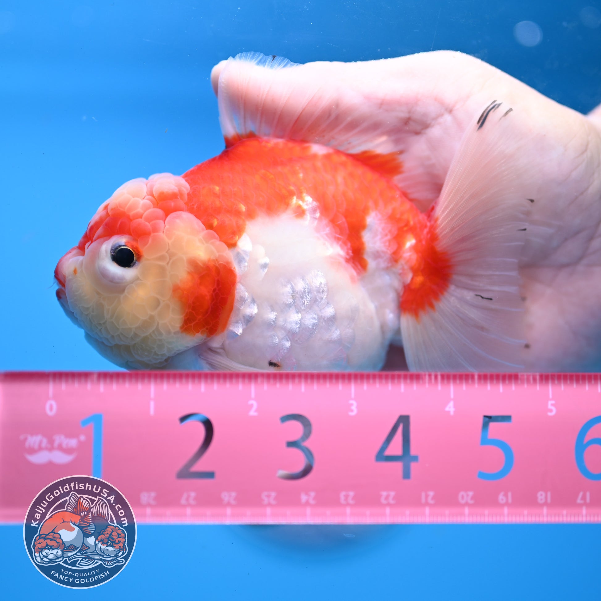 Tricolor Sakura Oranda 4 inch Body (251031_OR19)