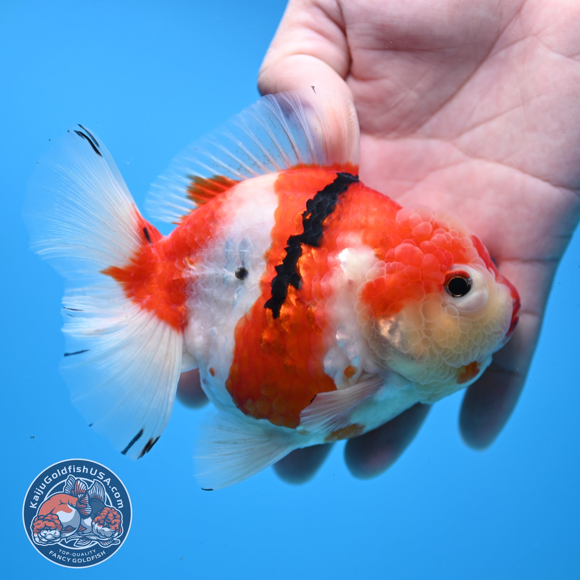 Tricolor Sakura Oranda 4 inch Body (251031_OR19)