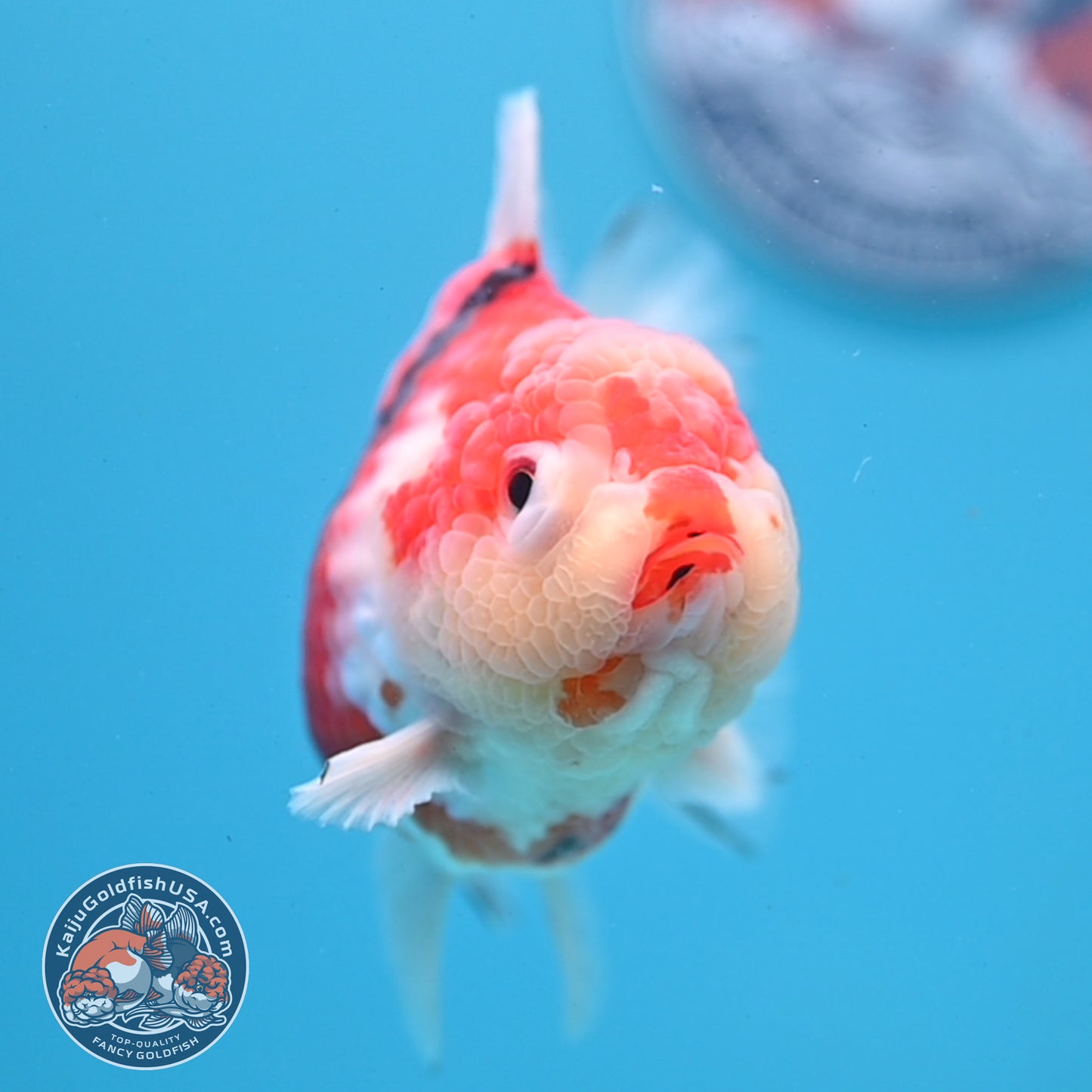 Tricolor Sakura Oranda 4 inch Body (251031_OR19)