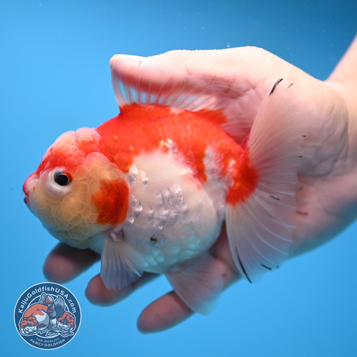 Tricolor Sakura Oranda 4 inch Body (251031_OR19)