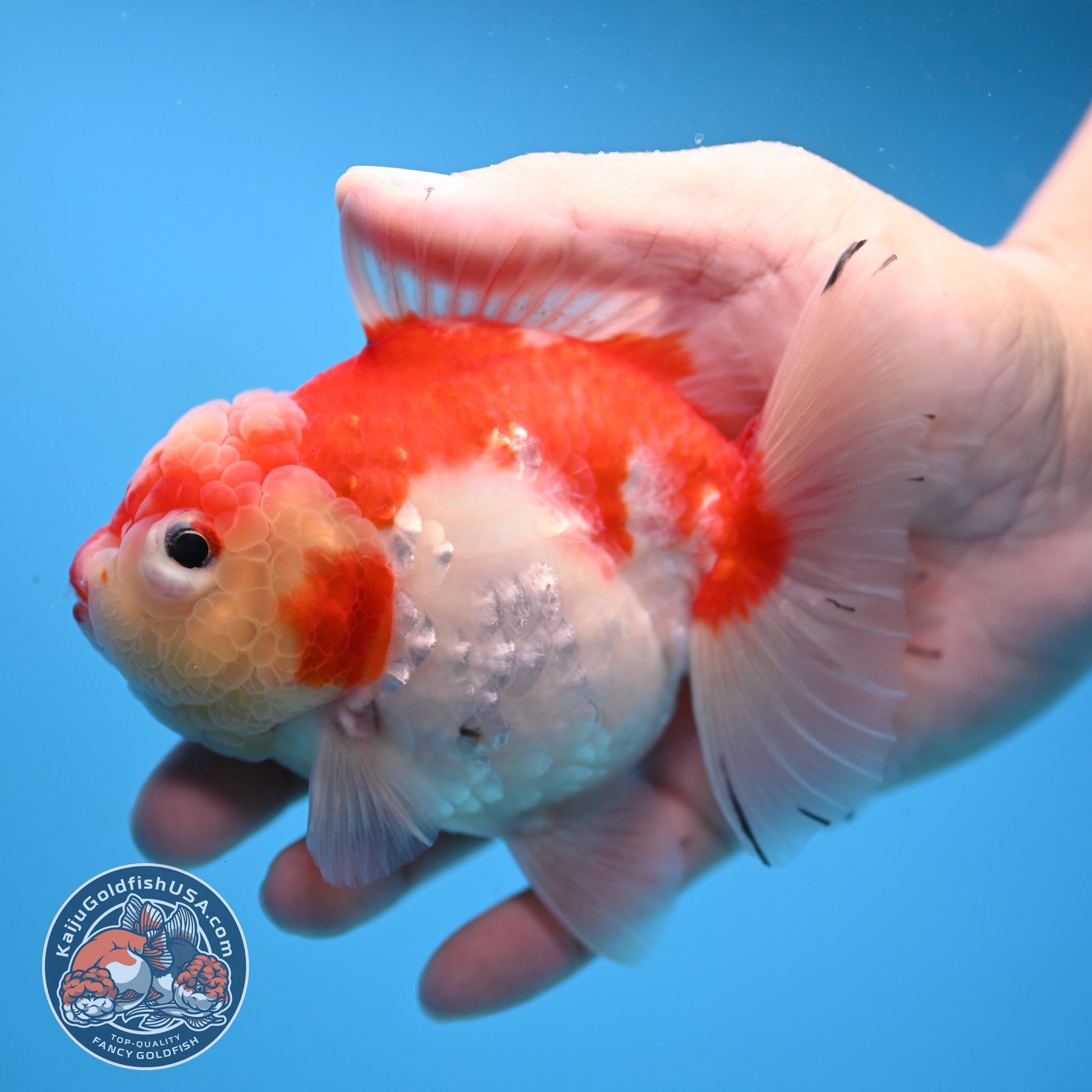 Tricolor Sakura Oranda 4 inch Body (251031_OR19)