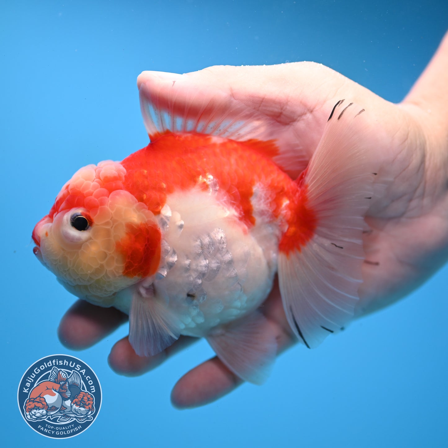 Tricolor Sakura Oranda 4 inch Body (251031_OR19)