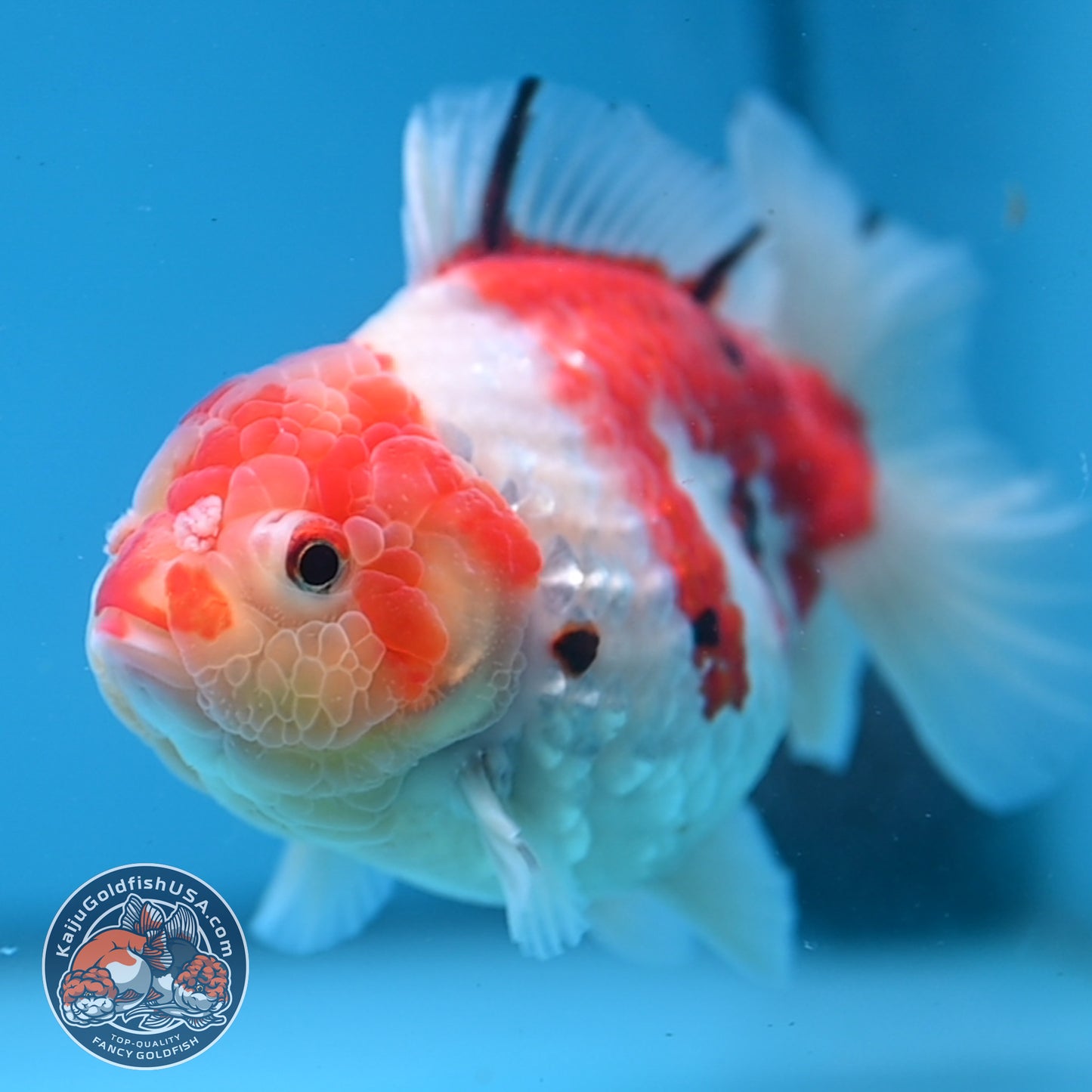 Tricolor Sakura Oranda 4 inch Body (251107_OR04)