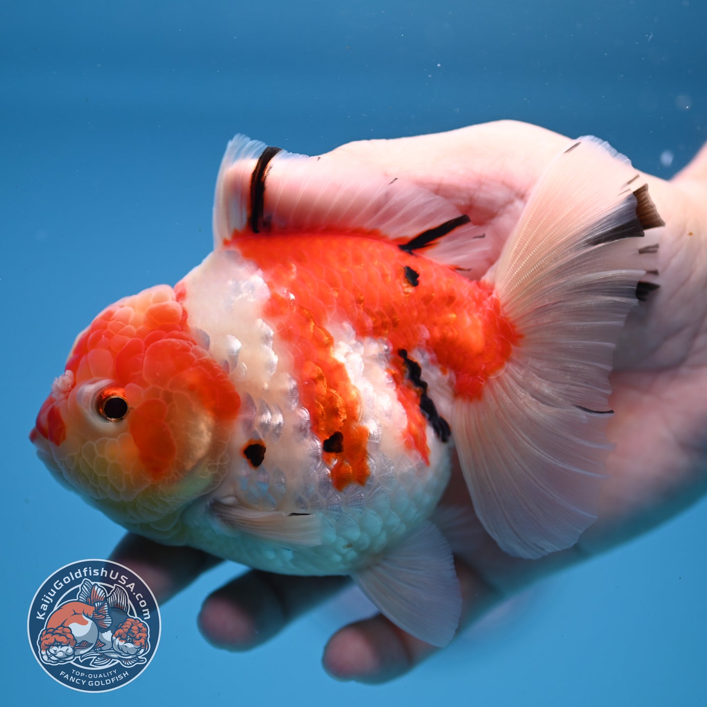 Tricolor Sakura Oranda 4 inch Body (251107_OR04)