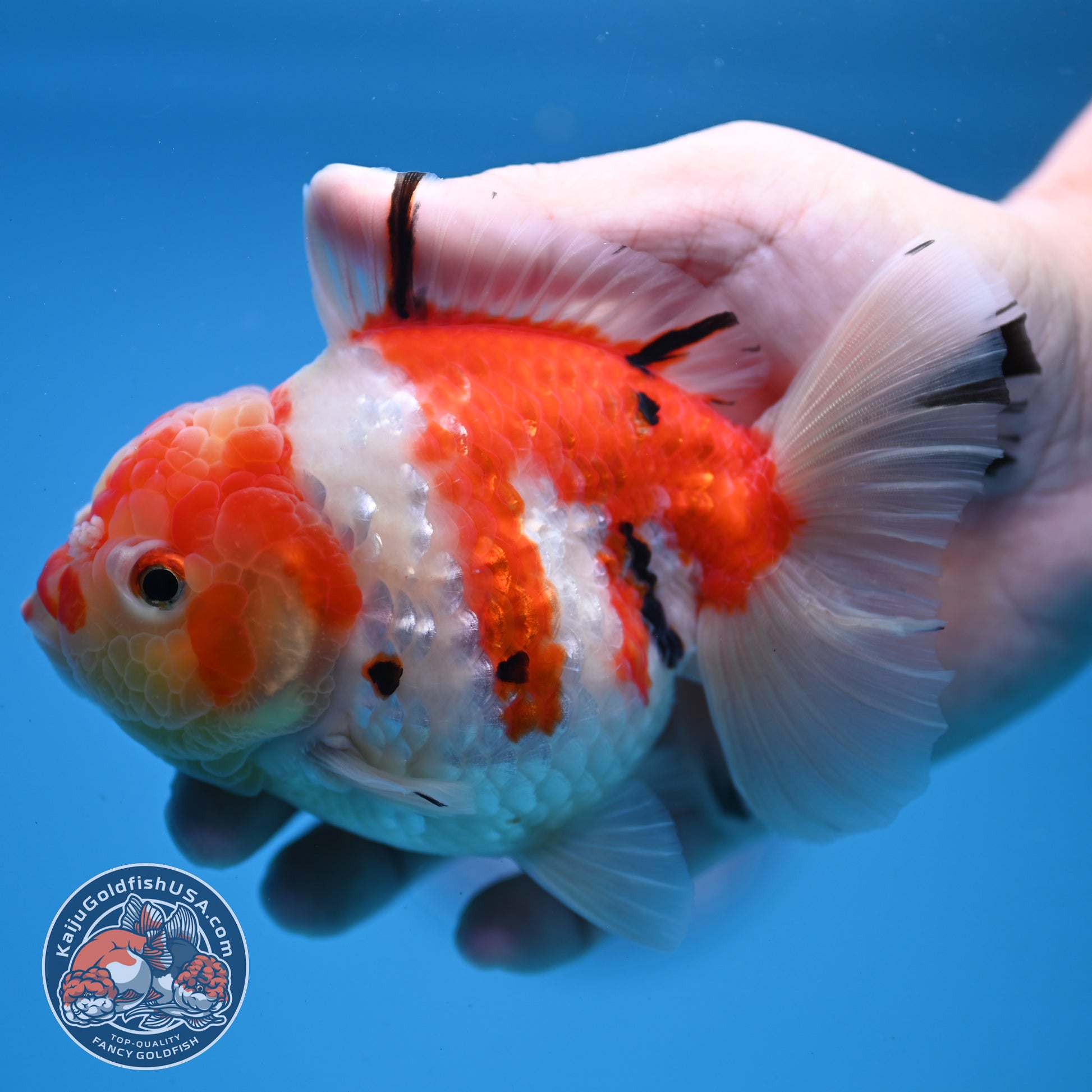 Tricolor Sakura Oranda 4 inch Body (251107_OR04)