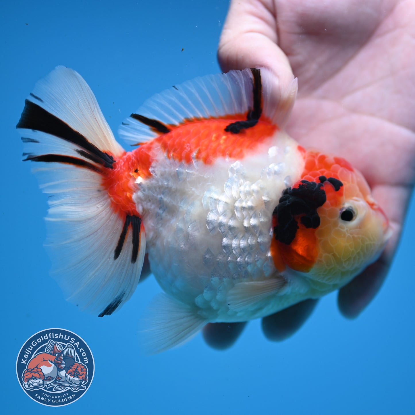 Tricolor Sakura Oranda 4 inch Body (251107_OR04)