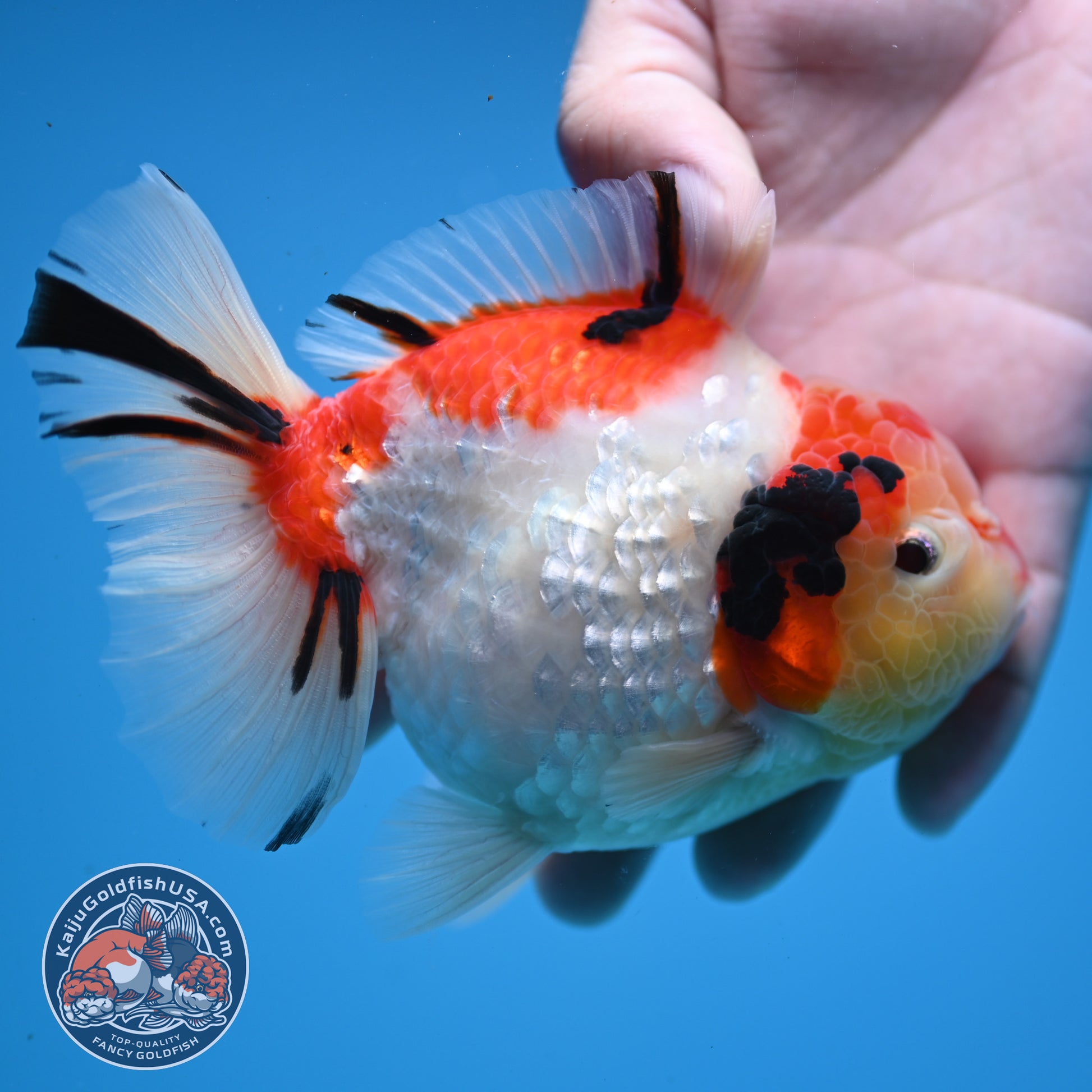 Tricolor Sakura Oranda 4 inch Body (251107_OR04)