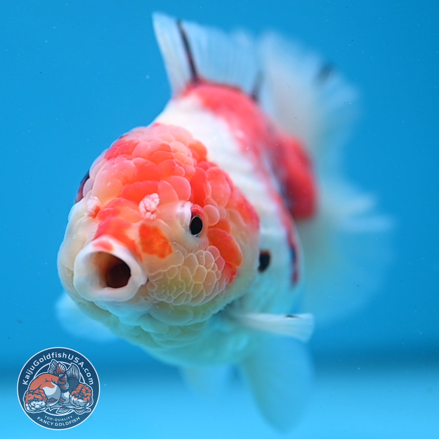 Tricolor Sakura Oranda 4 inch Body (251107_OR04)