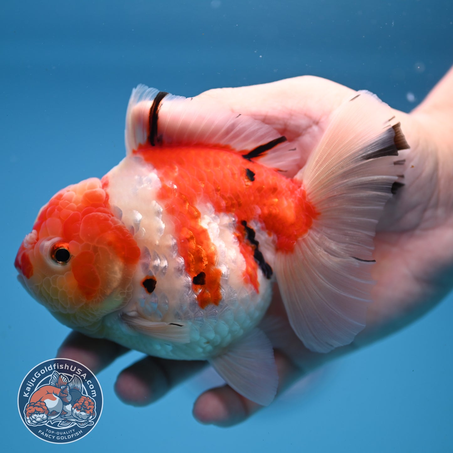 Tricolor Sakura Oranda 4 inch Body (251107_OR04)