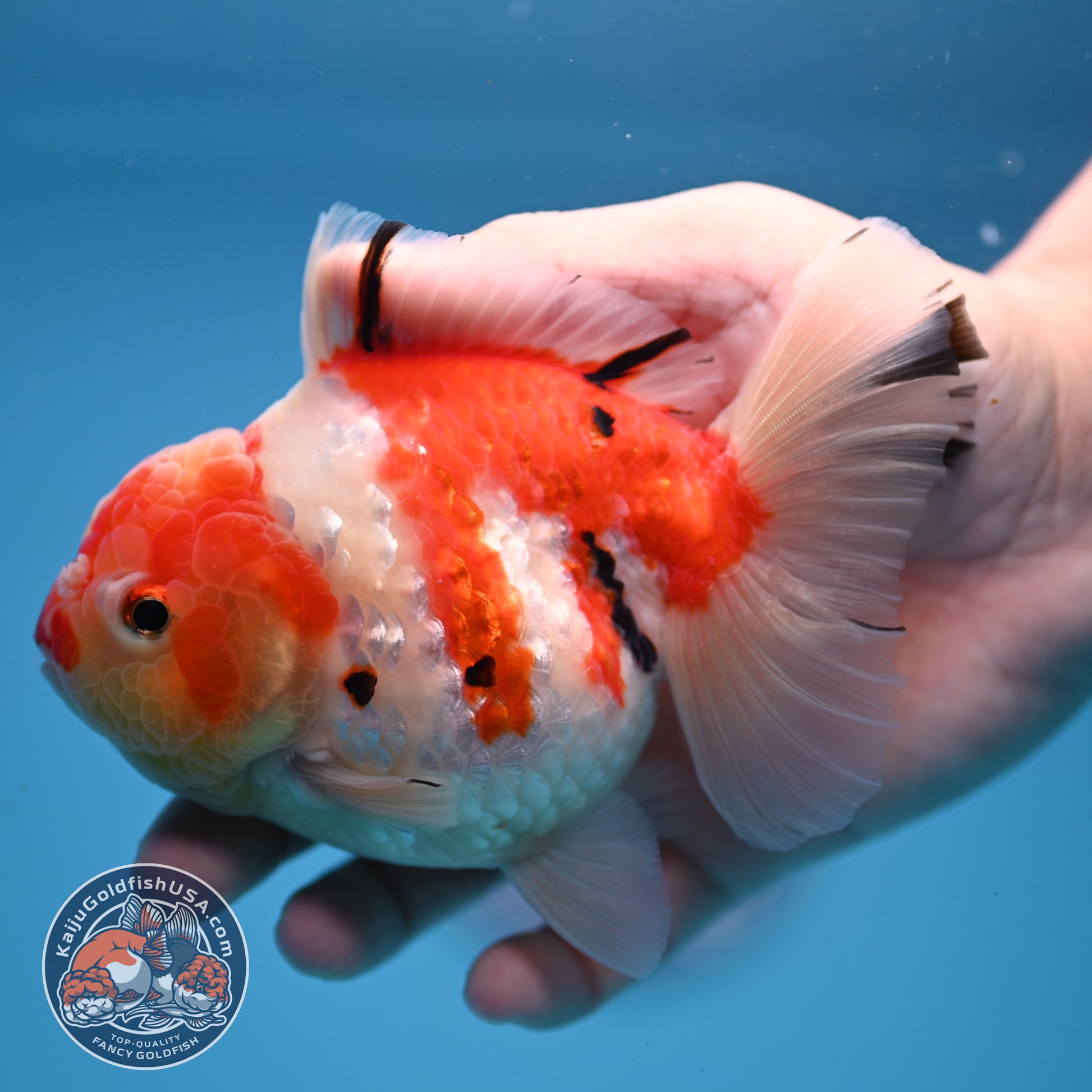 Tricolor Sakura Oranda 4 inch Body (251107_OR04)