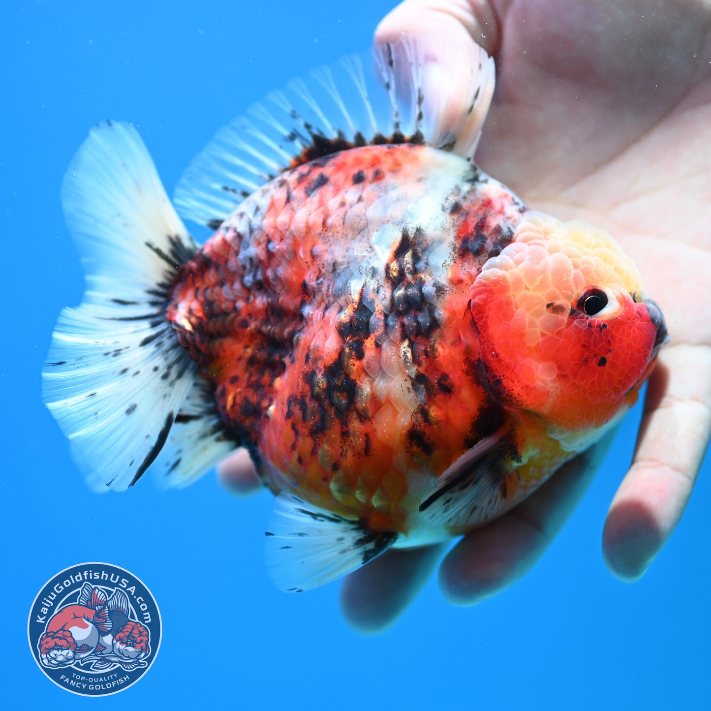 Tricolor Sakura Oranda 4 inch Body (260313_OR06)