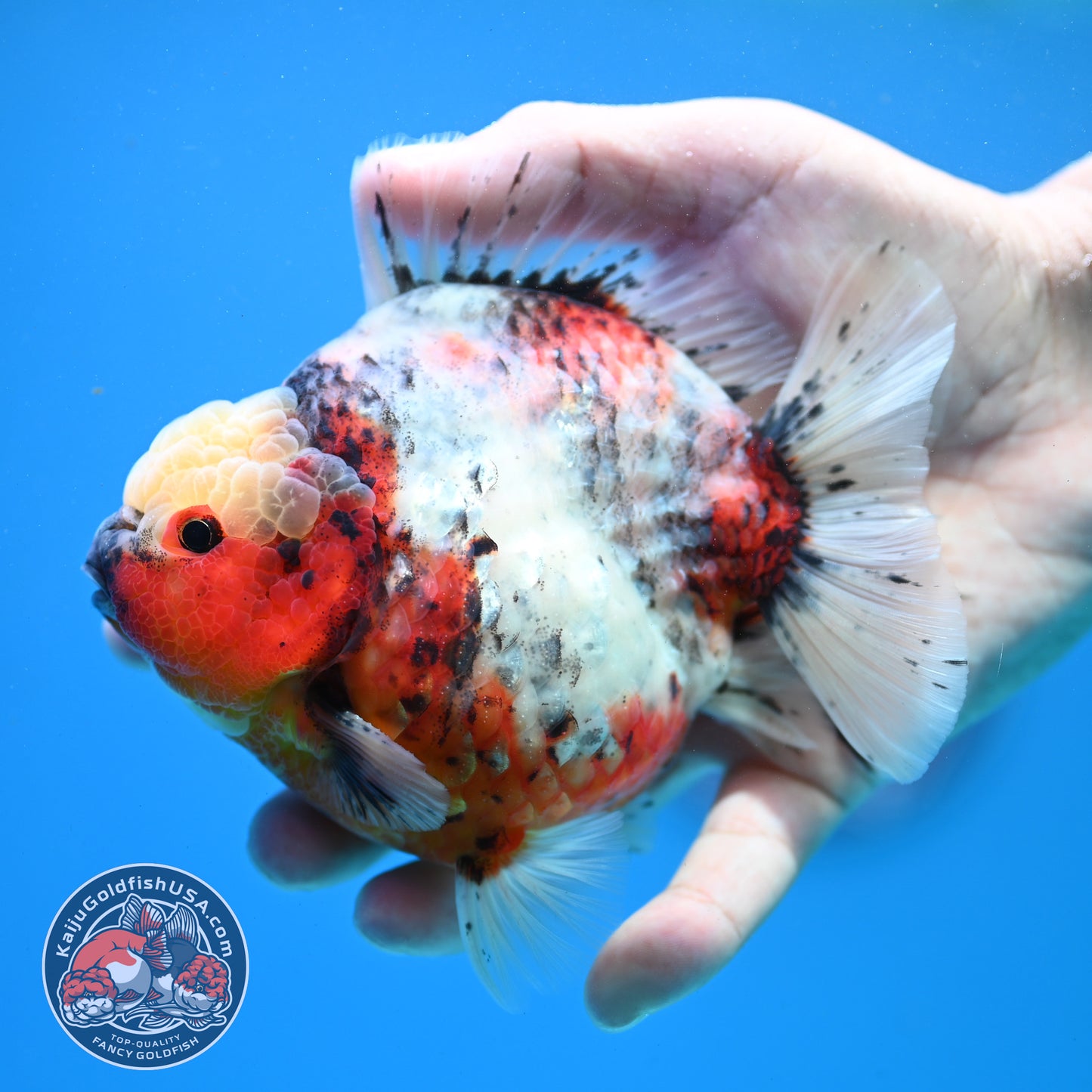 Tricolor Sakura Oranda 4 inch Body (260313_OR06)