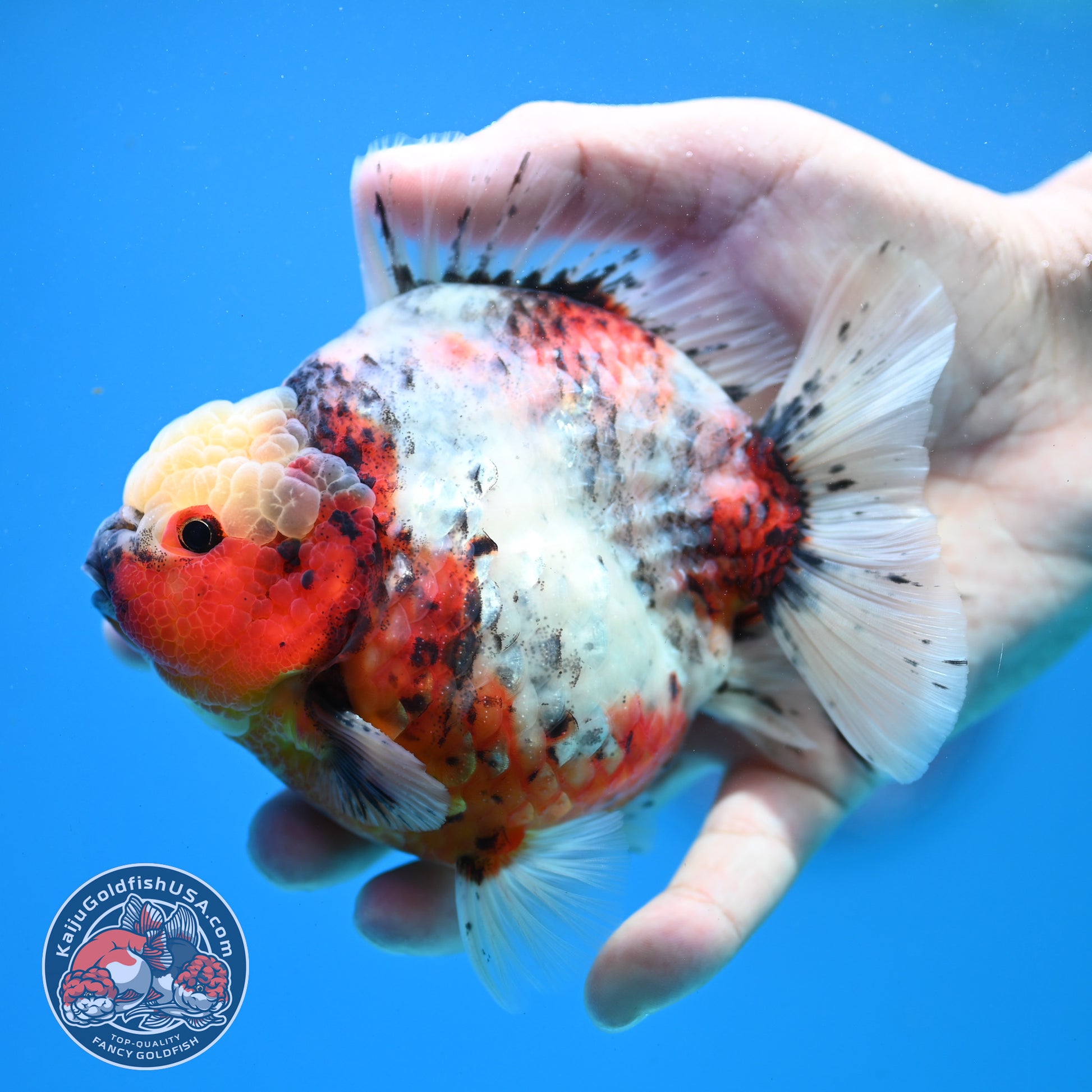 Tricolor Sakura Oranda 4 inch Body (260313_OR06)