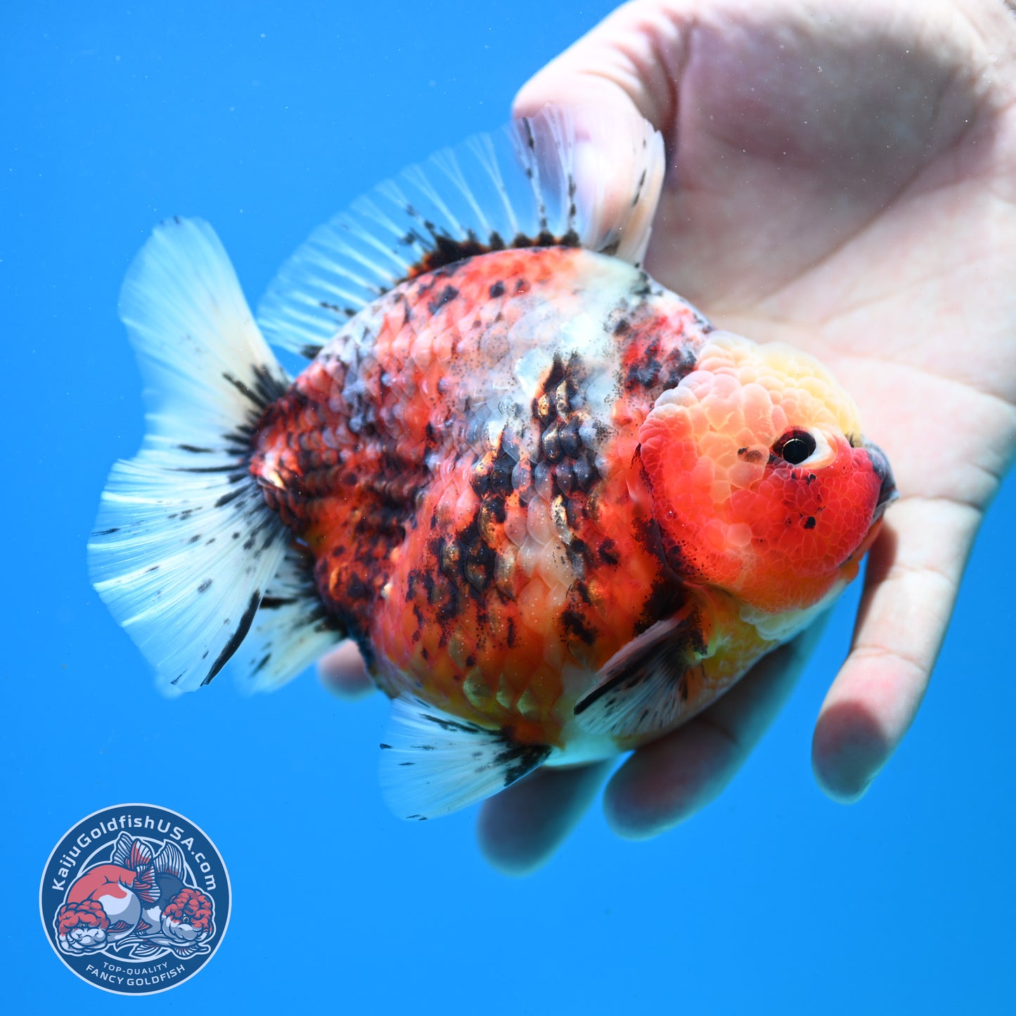 Tricolor Sakura Oranda 4 inch Body (260313_OR06)