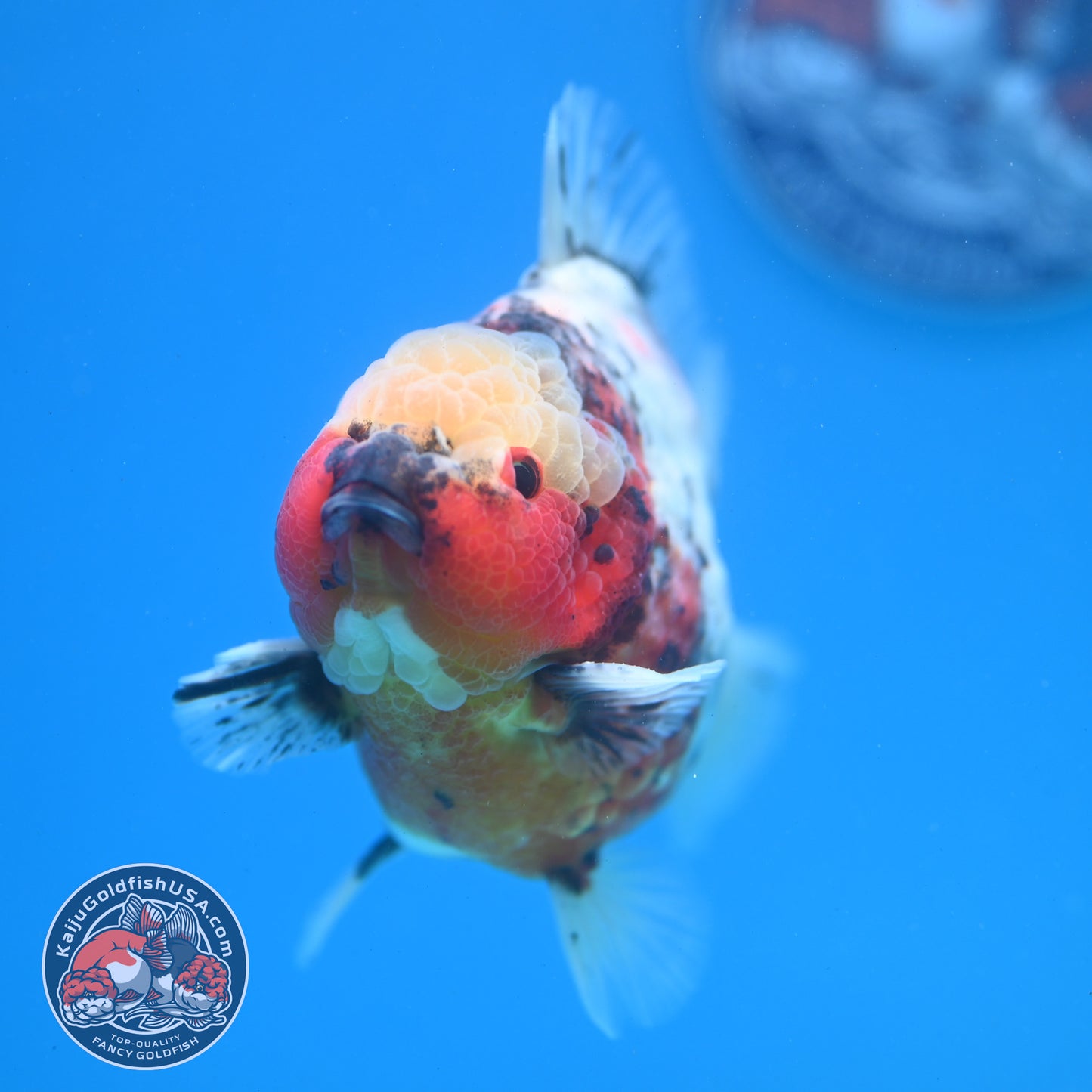 Tricolor Sakura Oranda 4 inch Body (260313_OR06)