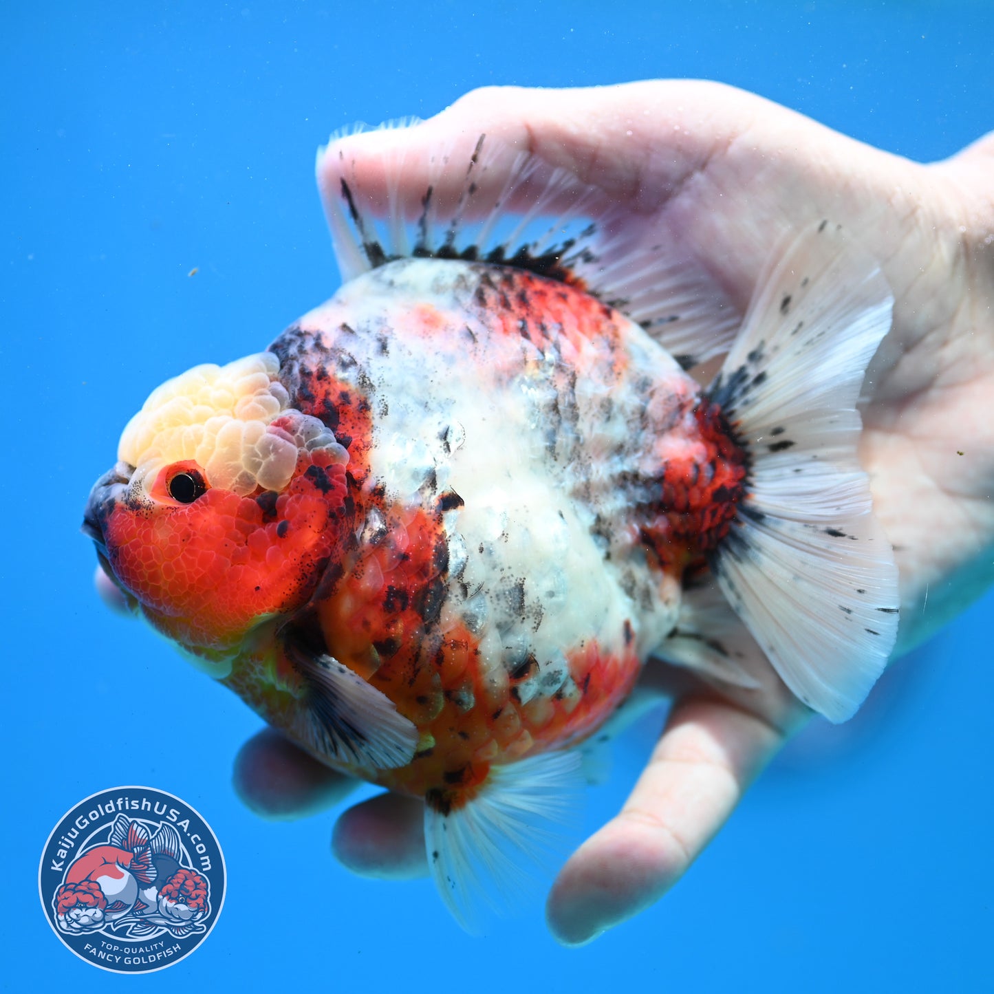 Tricolor Sakura Oranda 4 inch Body (260313_OR06)