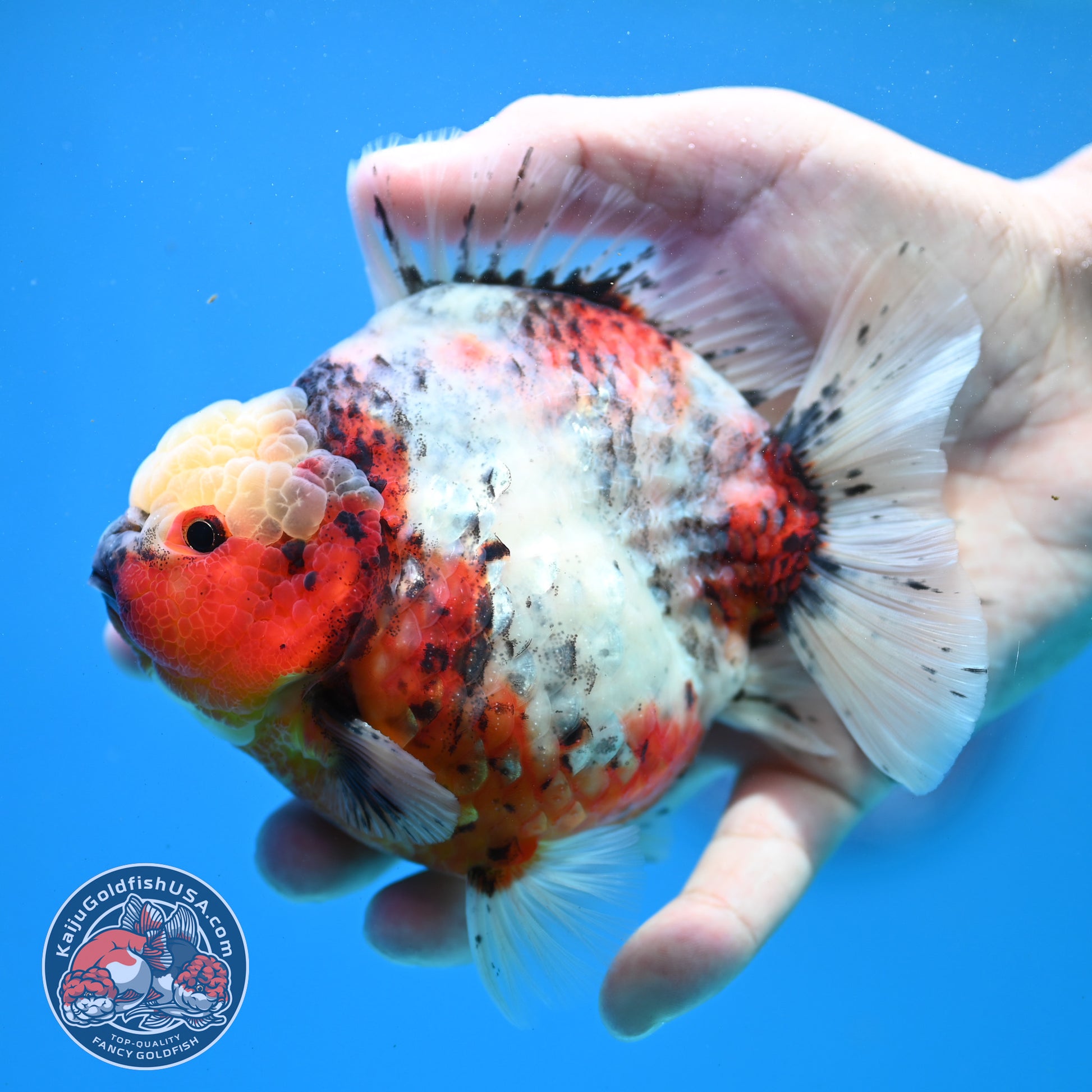 Tricolor Sakura Oranda 4 inch Body (260313_OR06)
