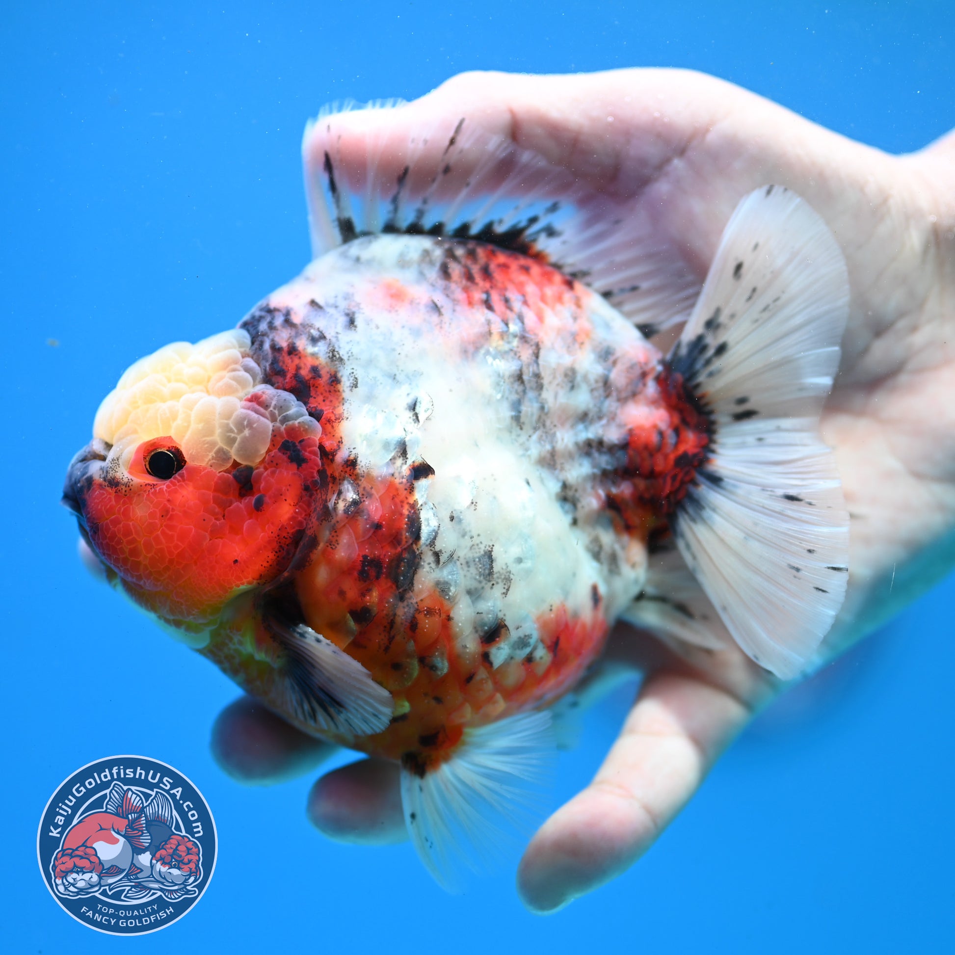 Tricolor Sakura Oranda 4 inch Body (260313_OR06)