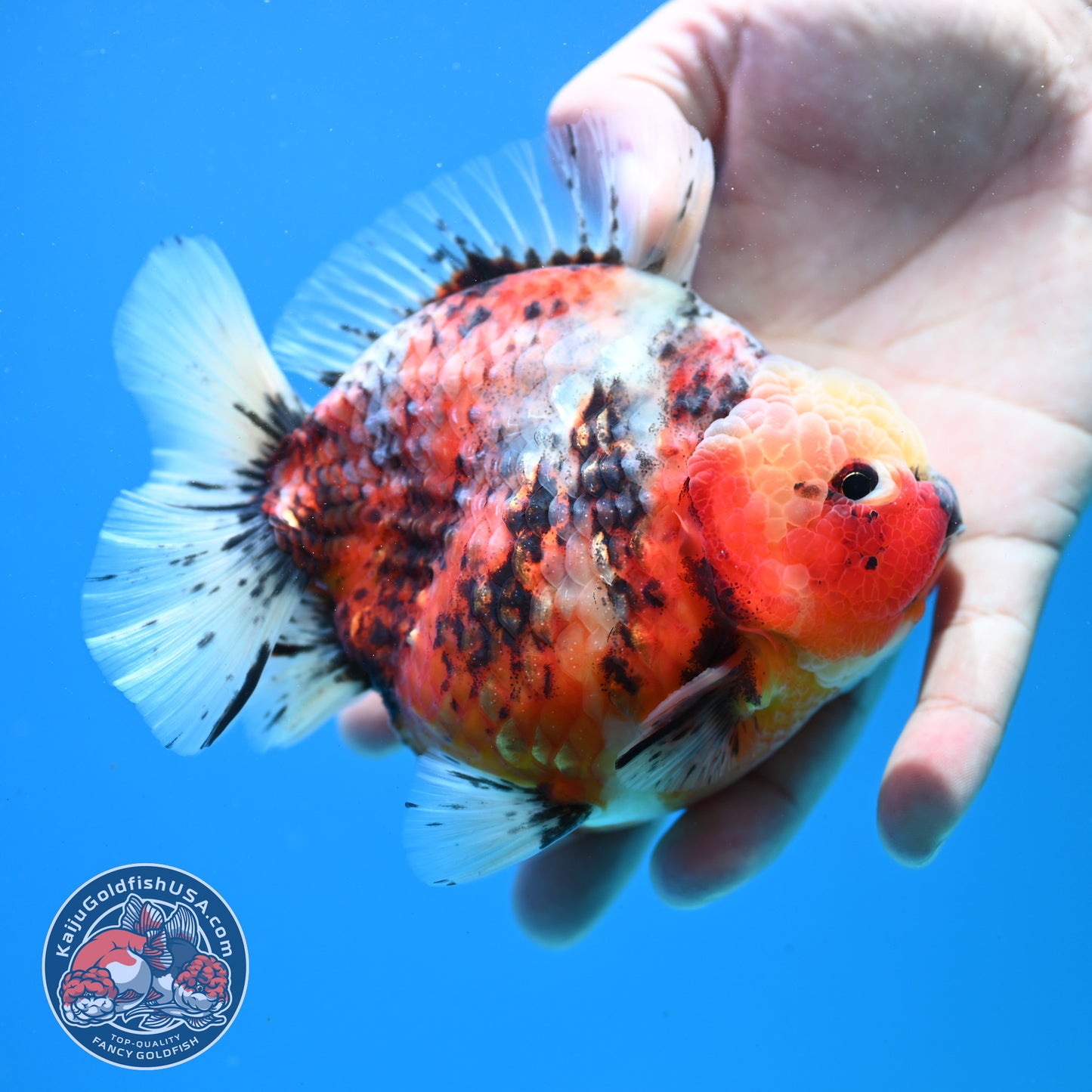 Tricolor Sakura Oranda 4 inch Body (260313_OR06)
