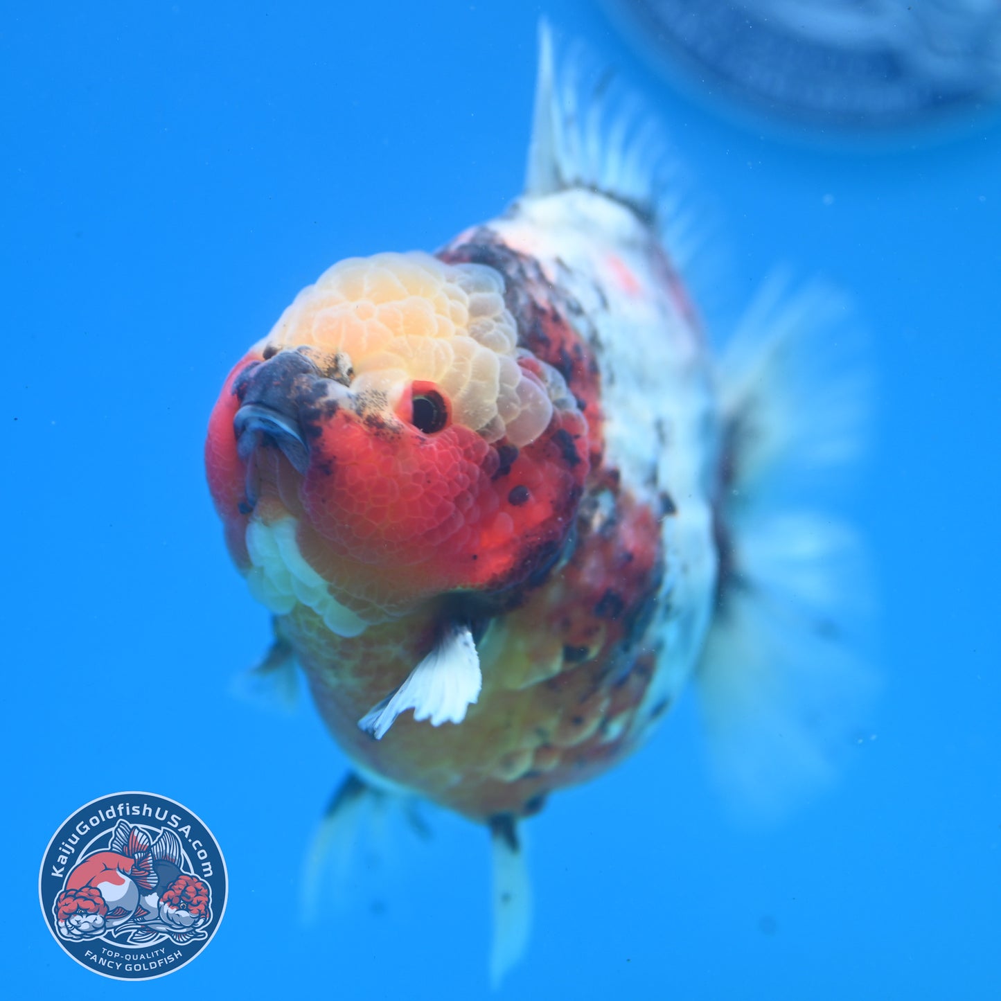 Tricolor Sakura Oranda 4 inch Body (260313_OR06)