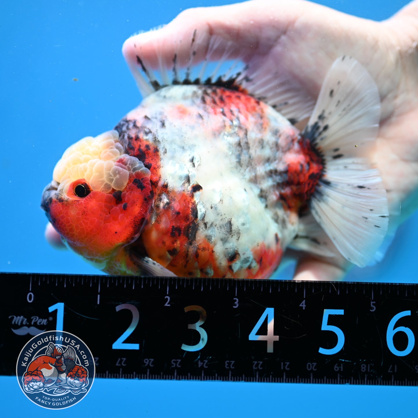 Tricolor Sakura Oranda 4 inch Body (260313_OR06)